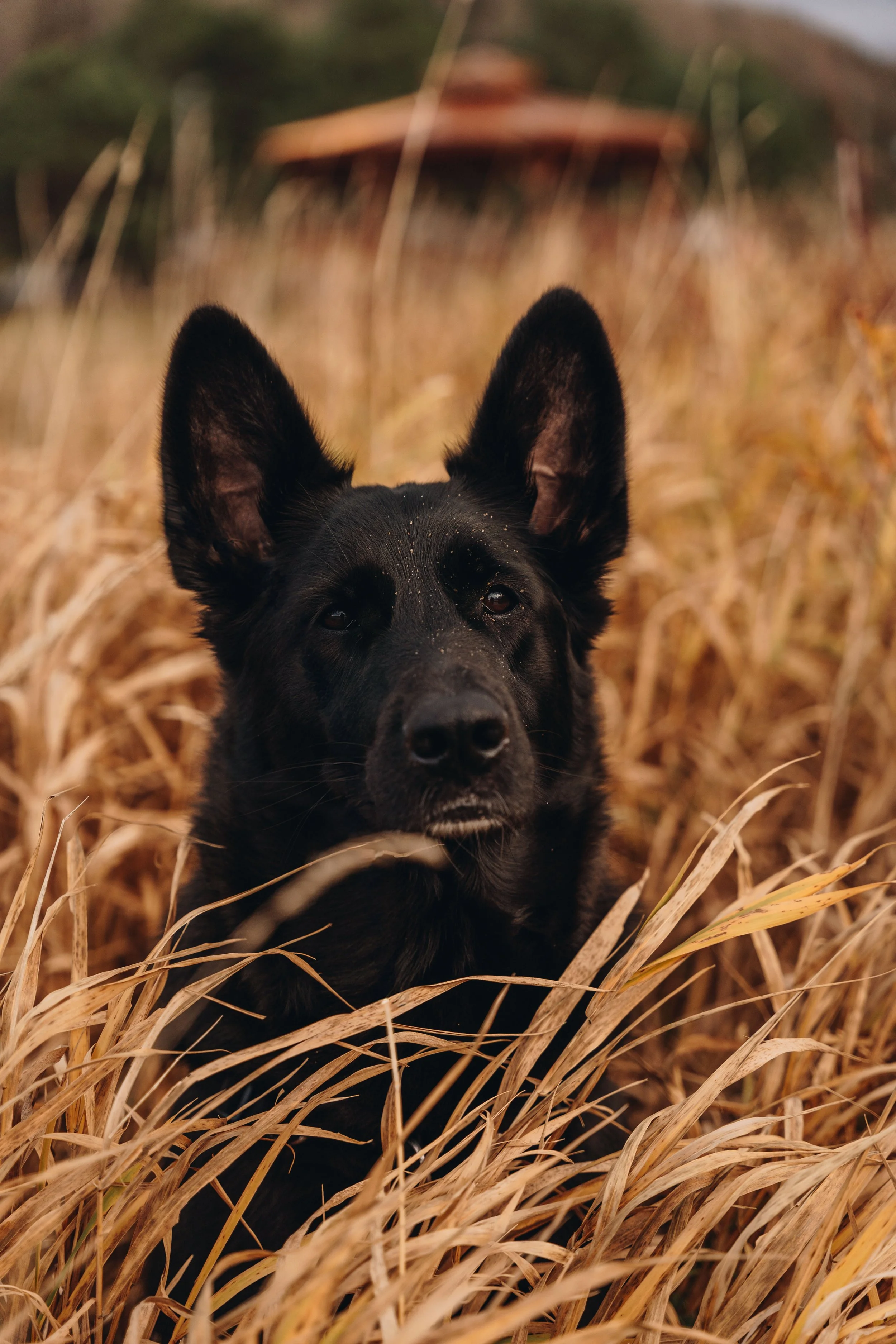 [Sag-Lac, Saint-Félix-d'Otis] Halte Municipale 26.jpg