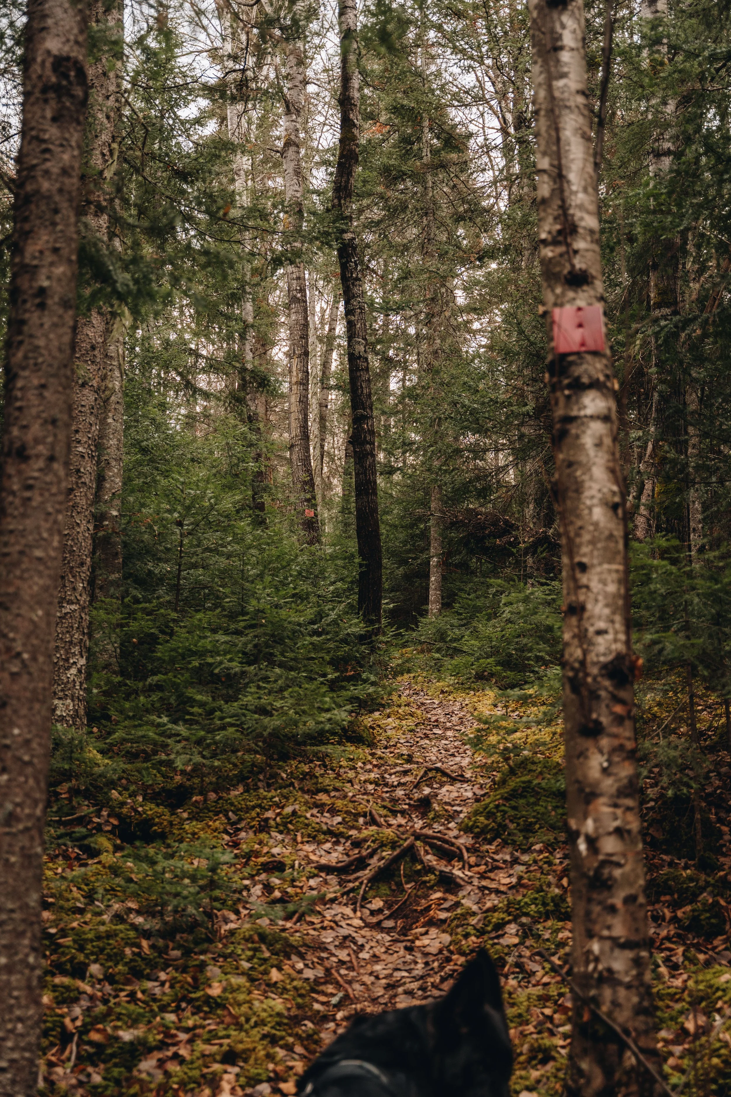 sentier de la digue 7.jpg