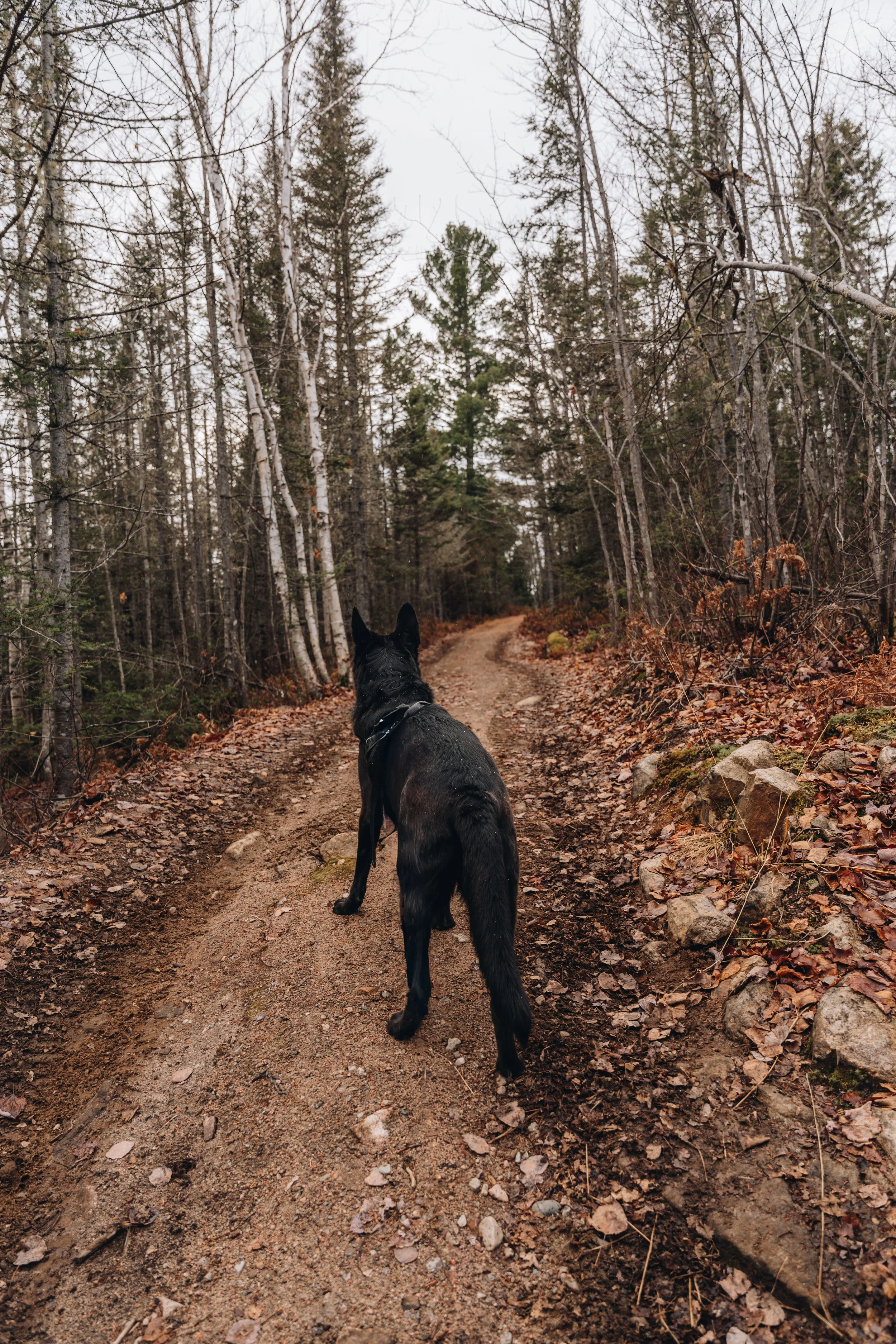 la normande_cabananse 14.jpg