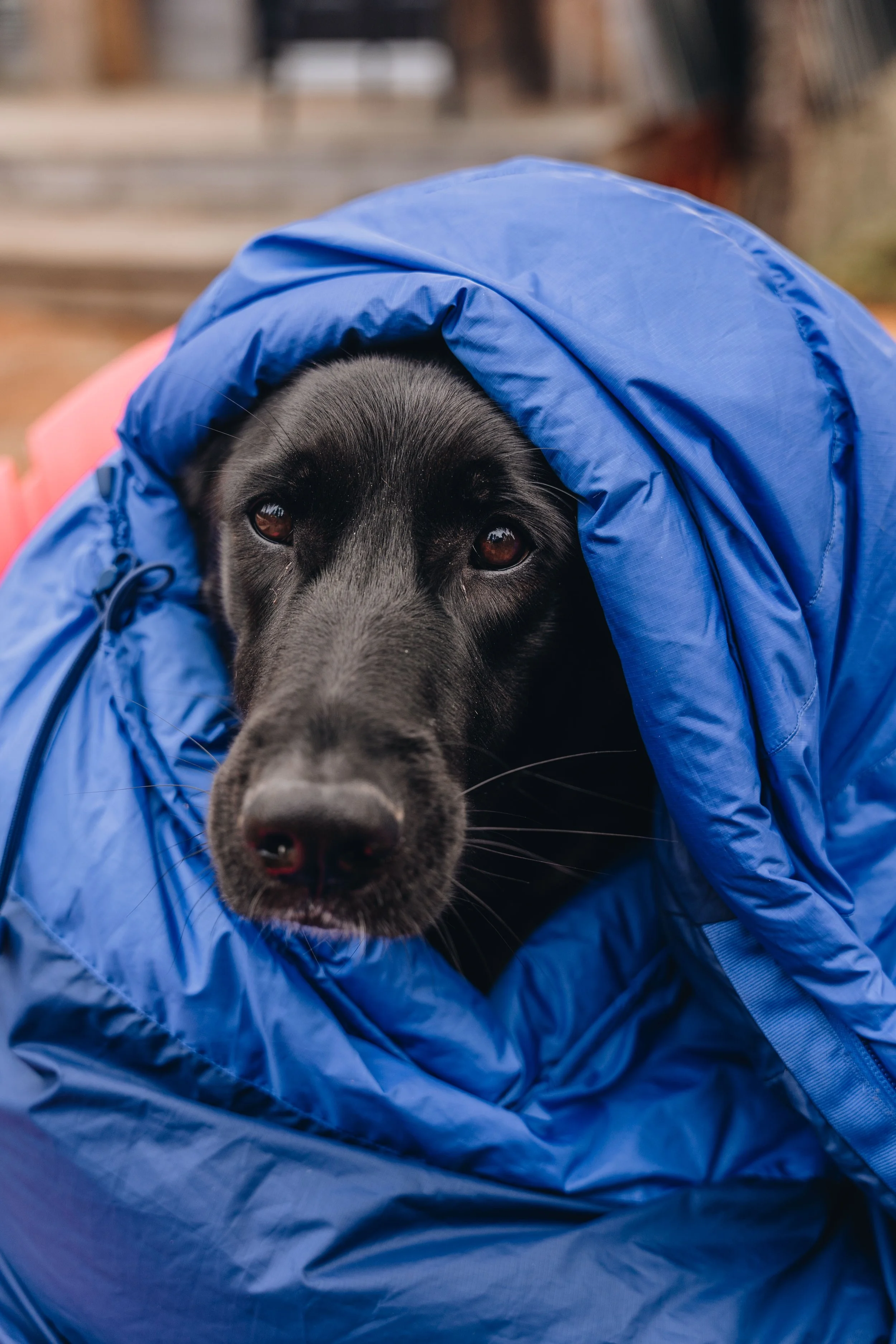 la normande_cabananse 45.jpg