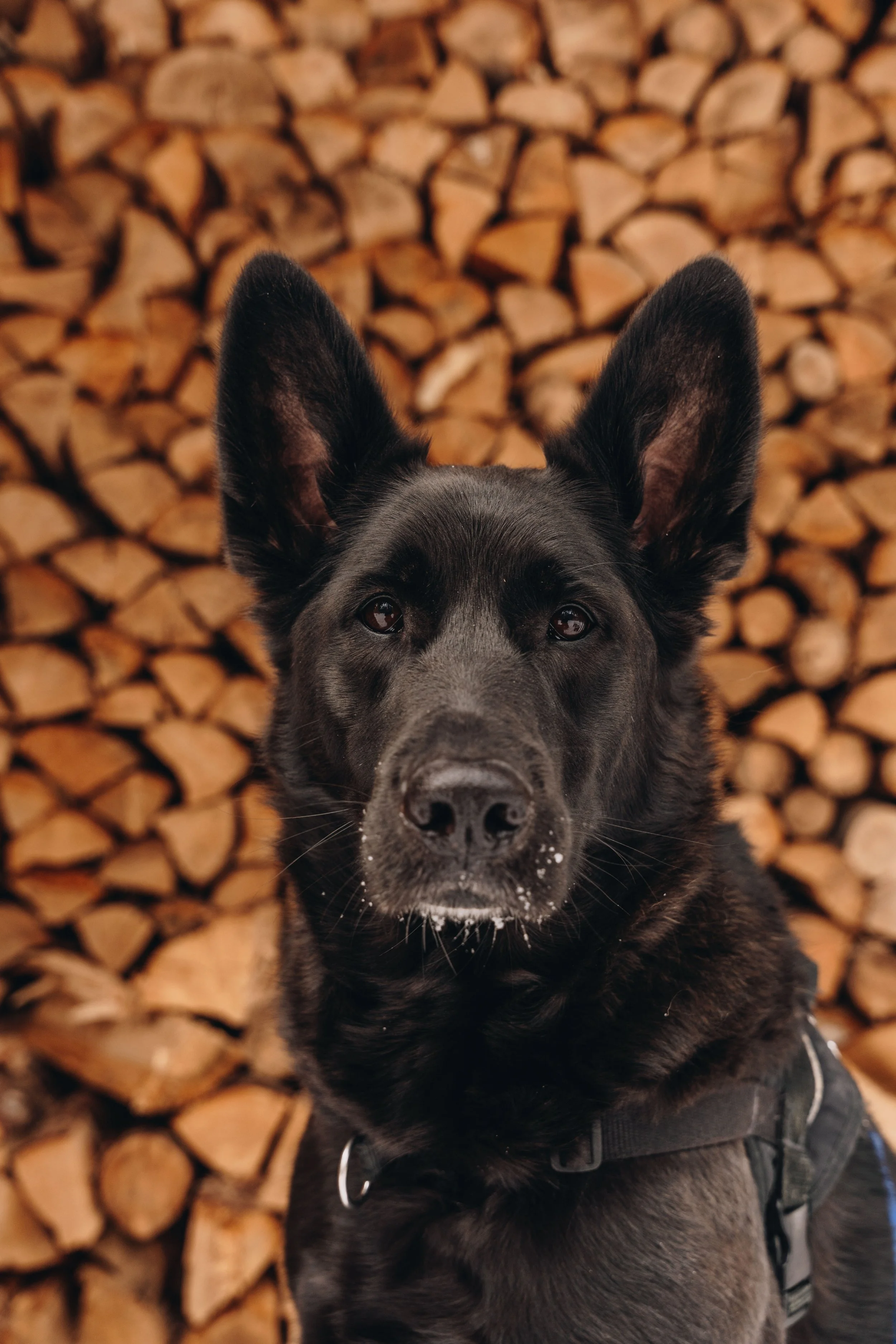 Parc Régional des Grandes-Coulées, chien, glamping sentier101.jpg