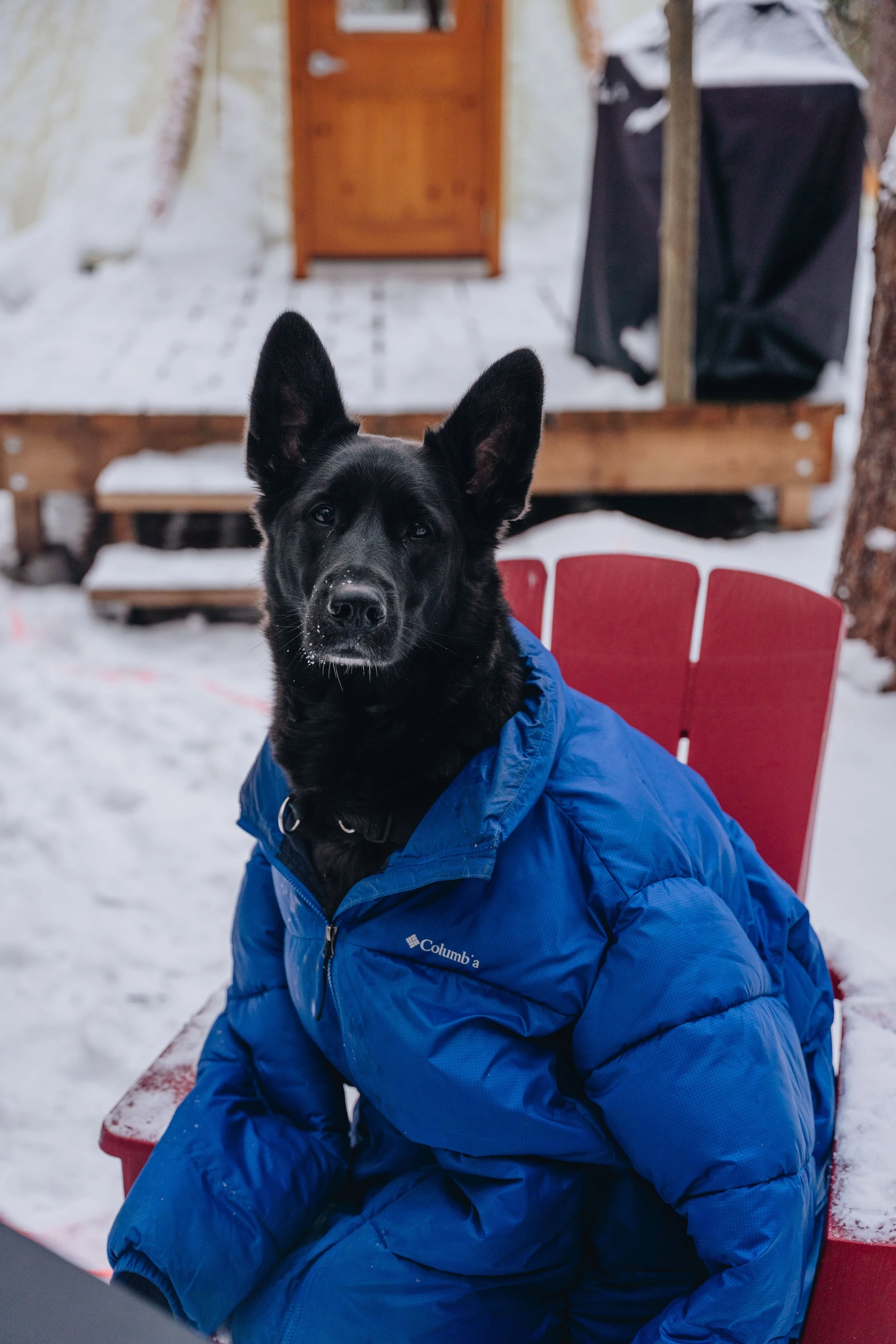 Parc Régional des Grandes-Coulées, chien, glamping sentier124.jpg