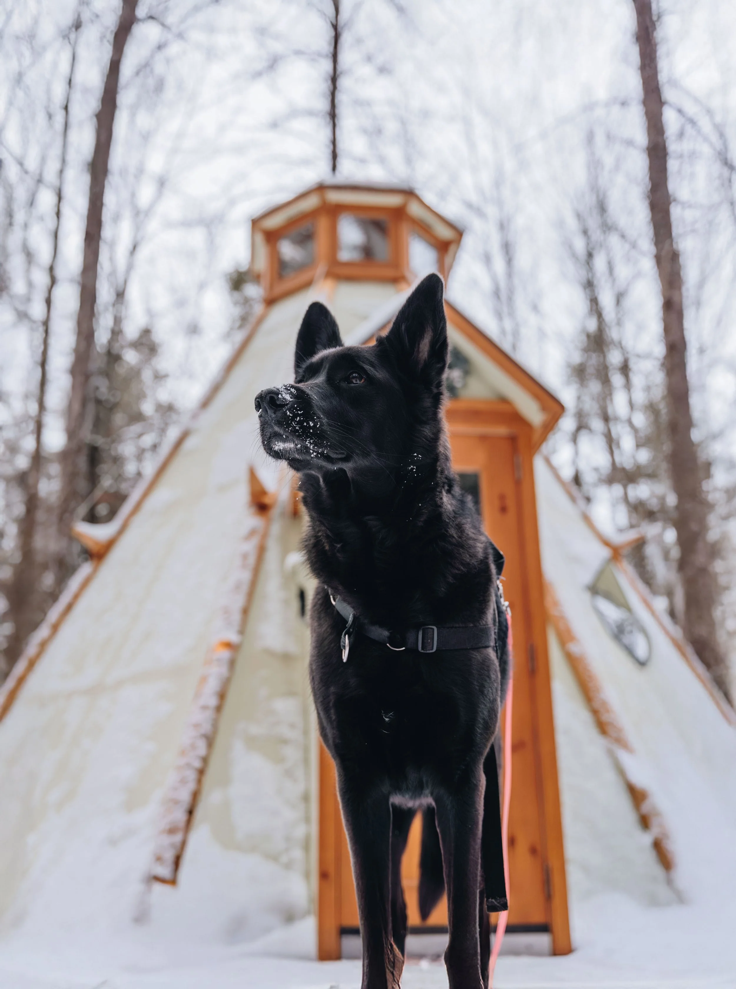 Parc Régional des Grandes-Coulées, chien, glamping sentier127.jpg