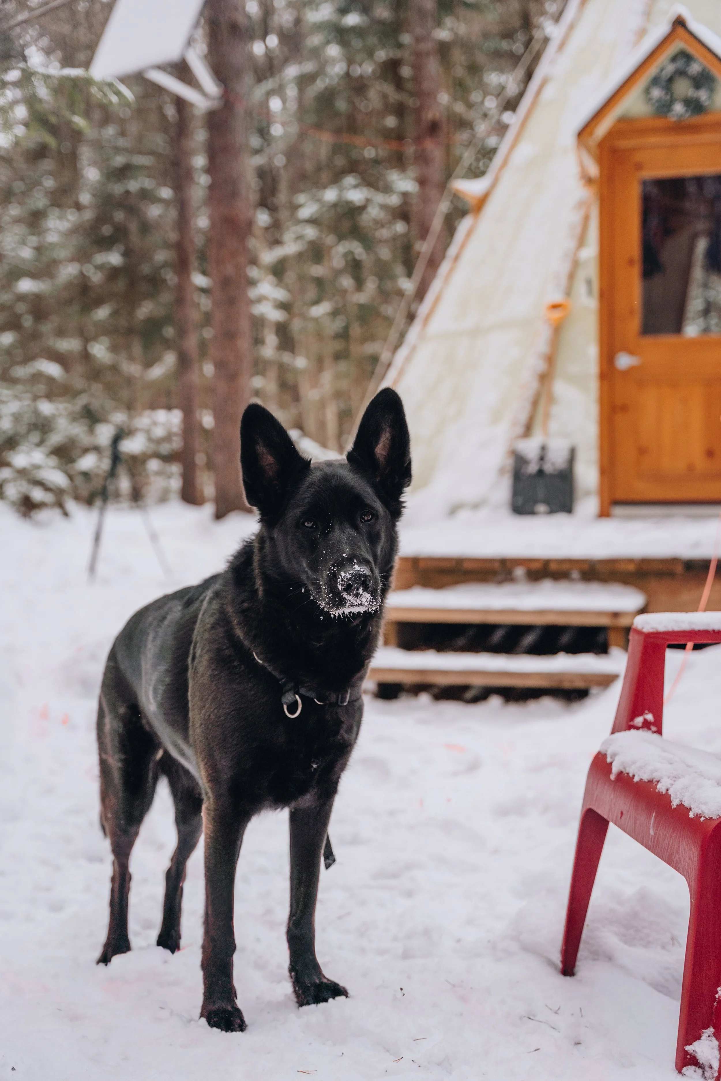 Parc Régional des Grandes-Coulées, chien, glamping sentier118.jpg