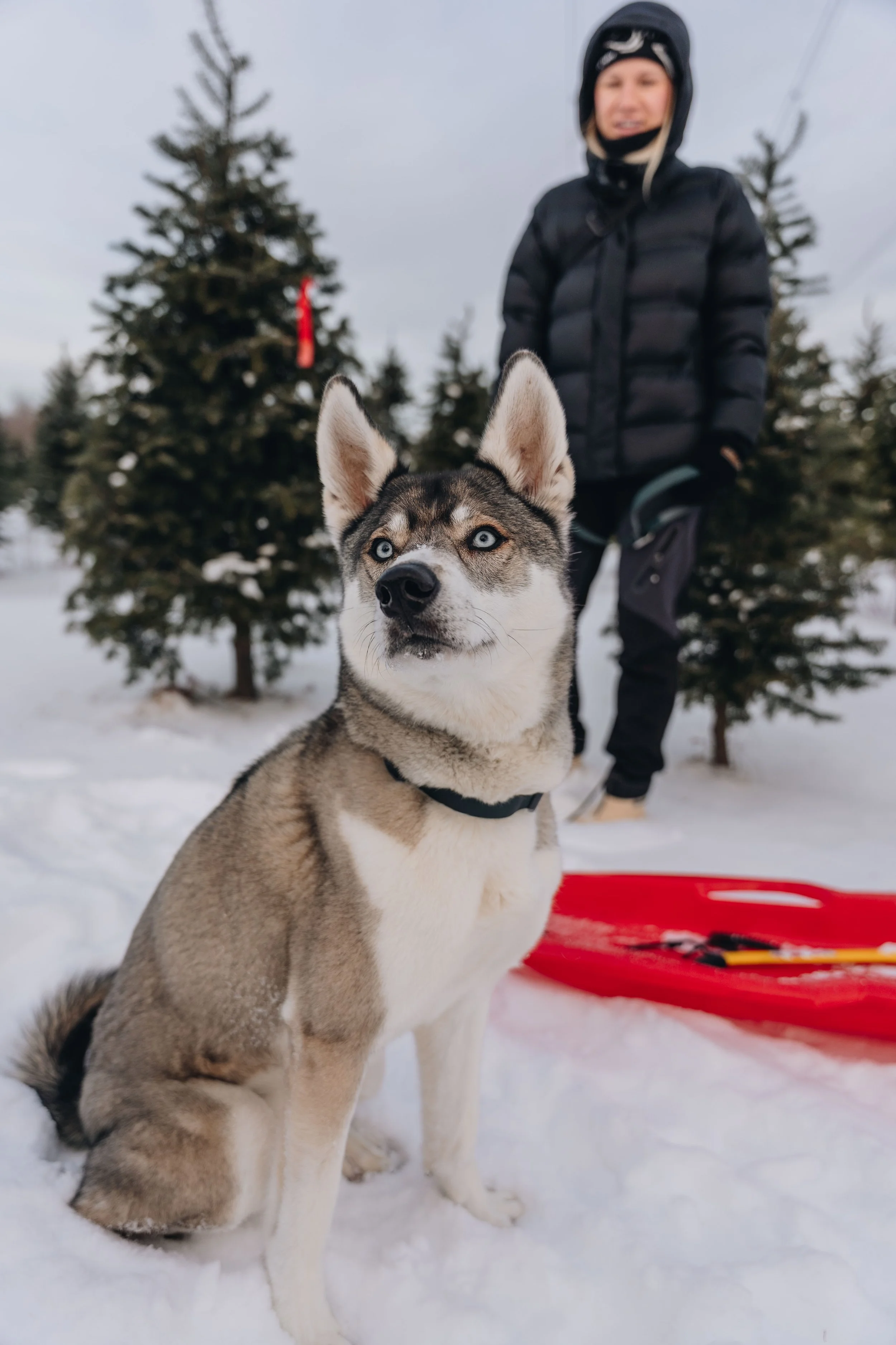 onvasepromener-noel-sapin-mondou 8.jpg