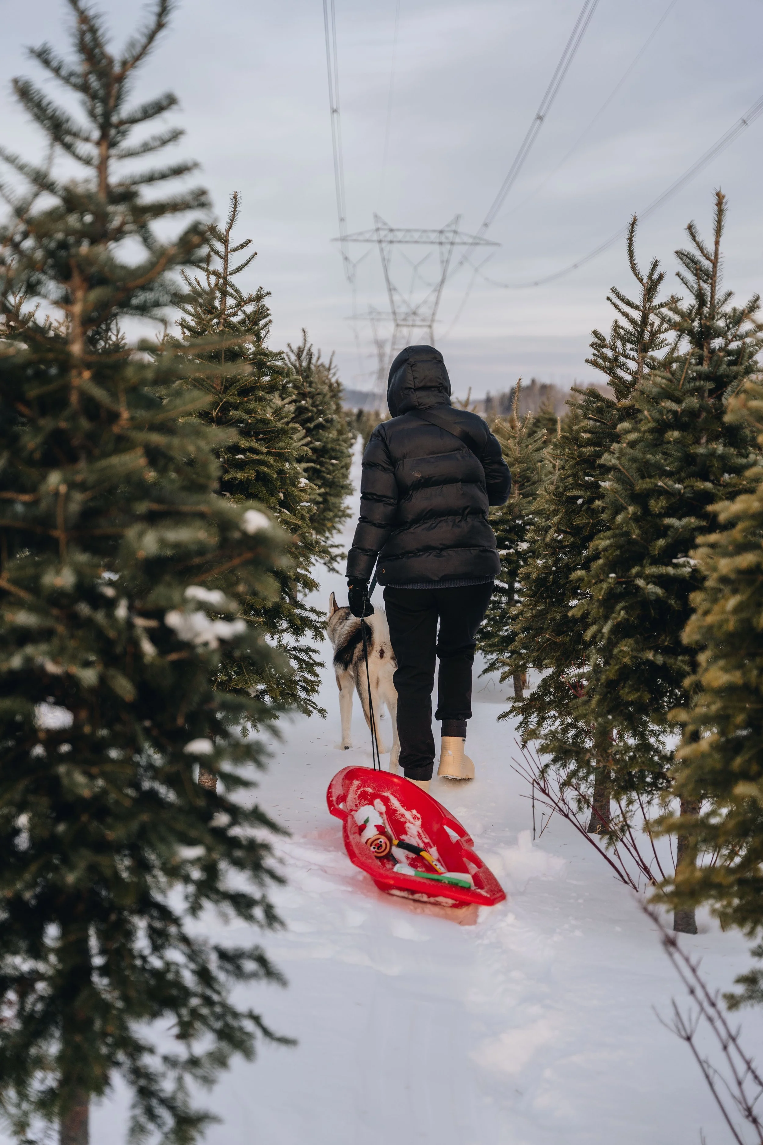 onvasepromener-noel-sapin-mondou 57.jpg