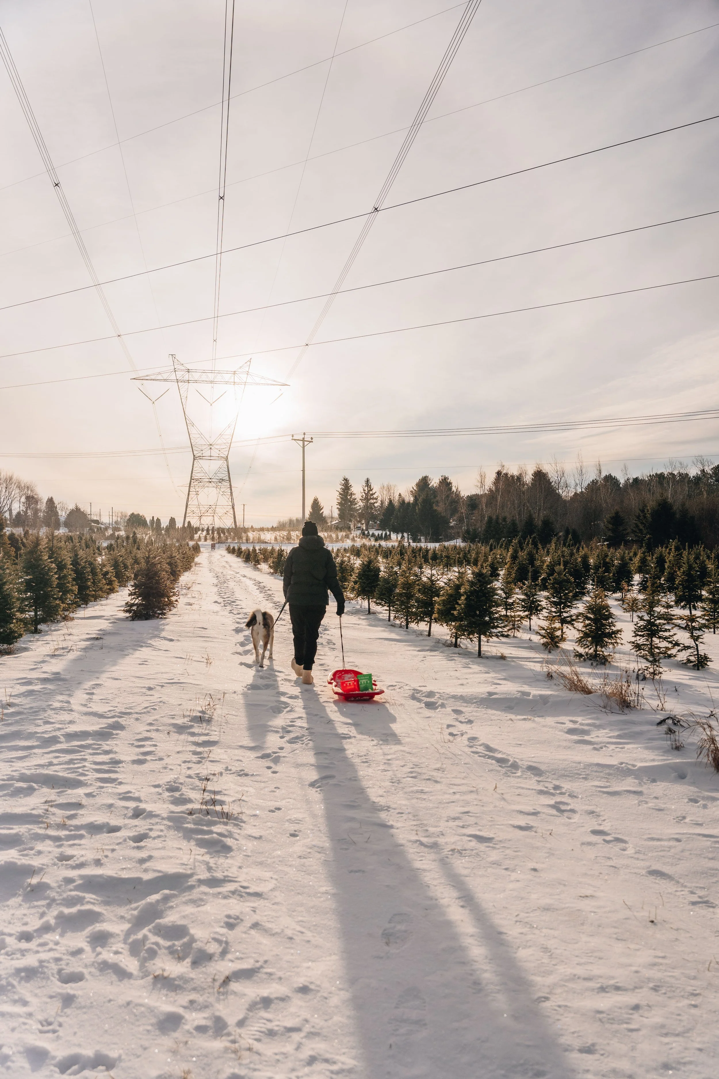 onvasepromener-noel-sapin-mondou 130.jpg