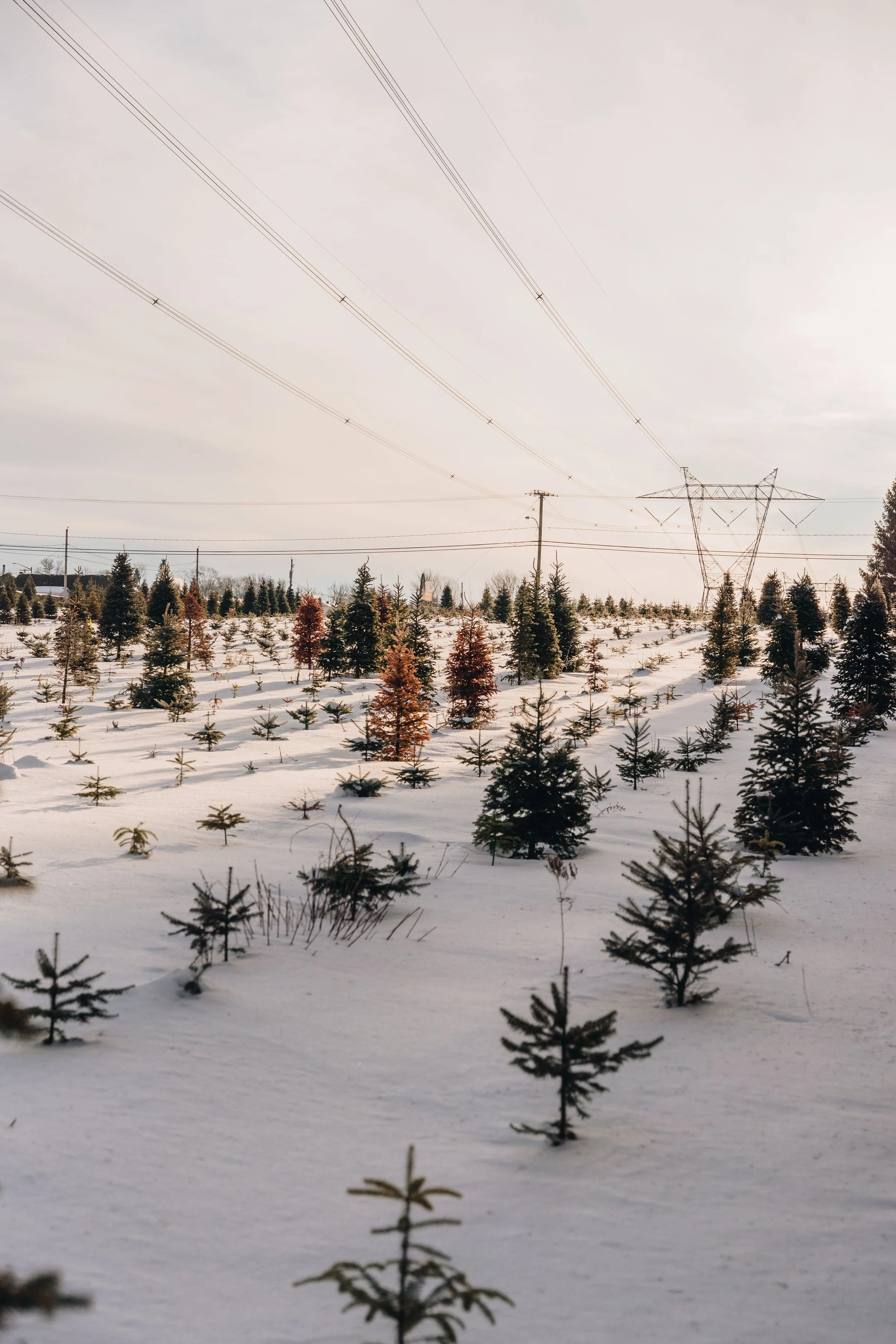 onvasepromener-noel-sapin-mondou 131.jpg