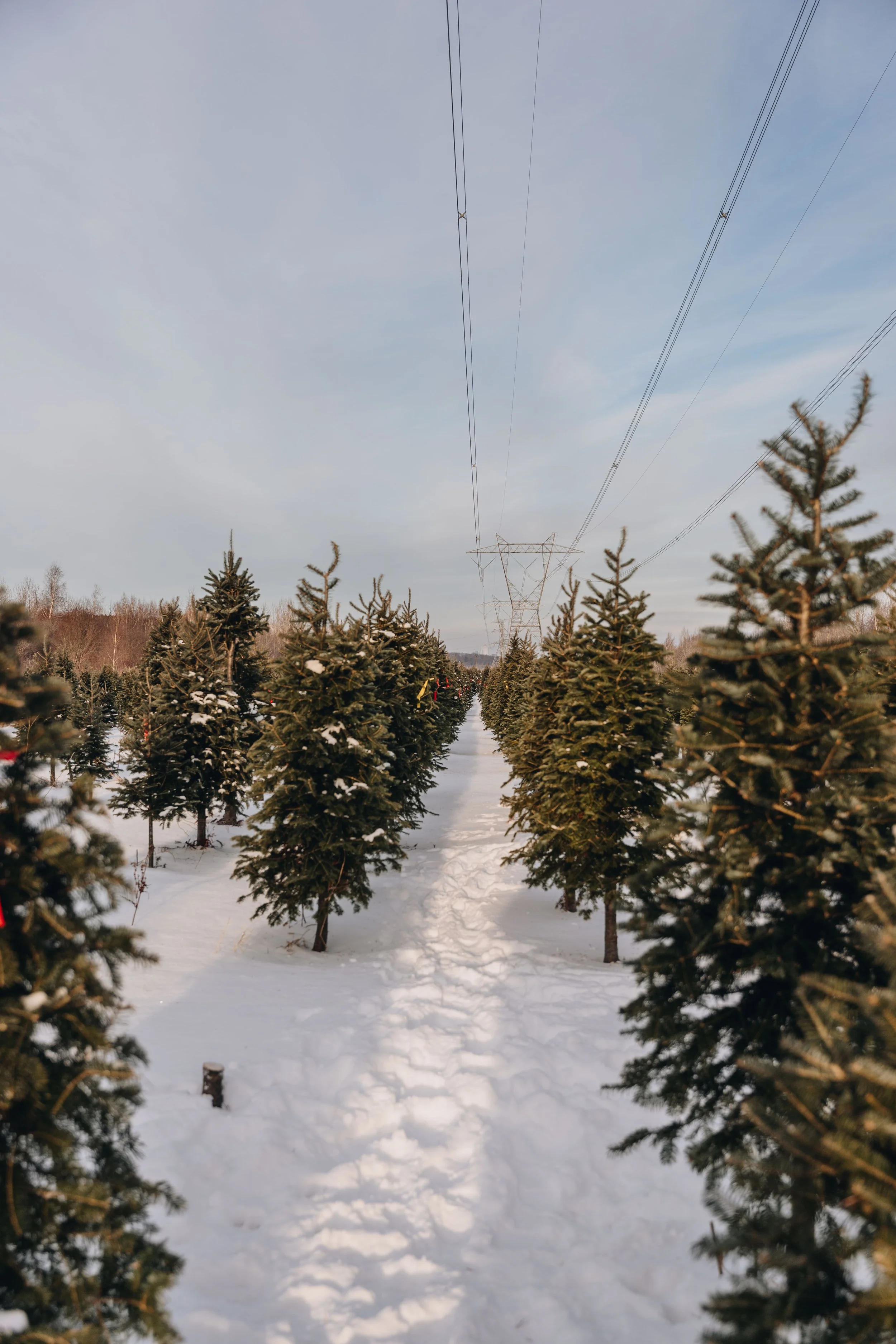 onvasepromener-noel-sapin-mondou 124.jpg
