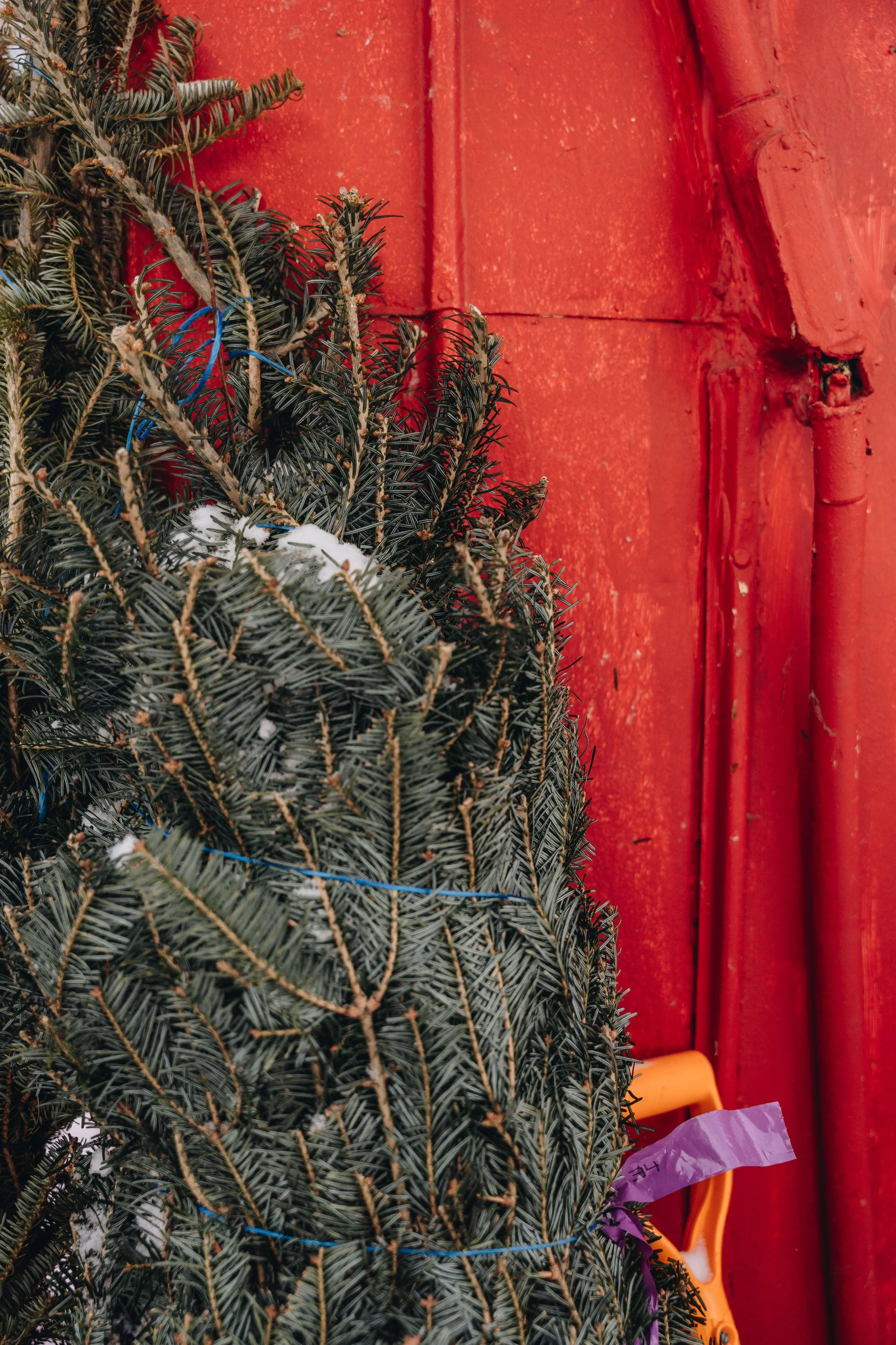 onvasepromener-noel-sapin-mondou 222.jpg