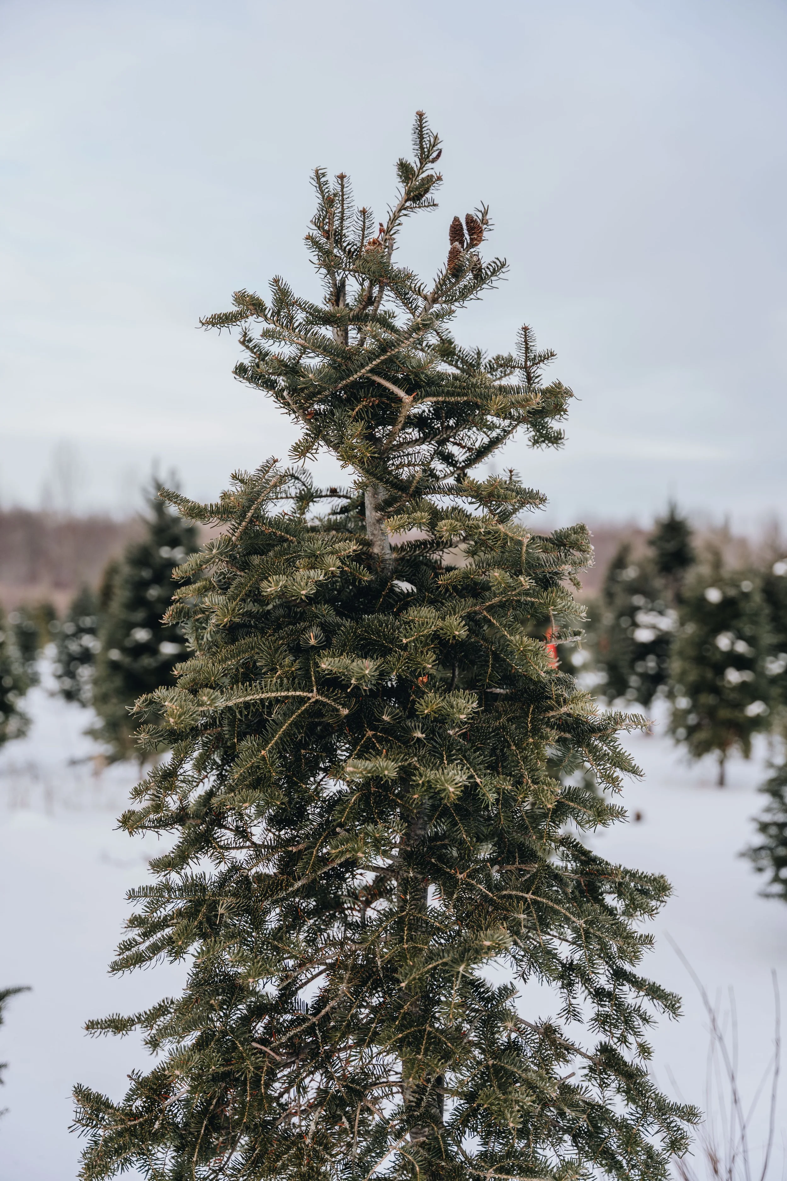 onvasepromener-noel-sapin-mondou 1.jpg