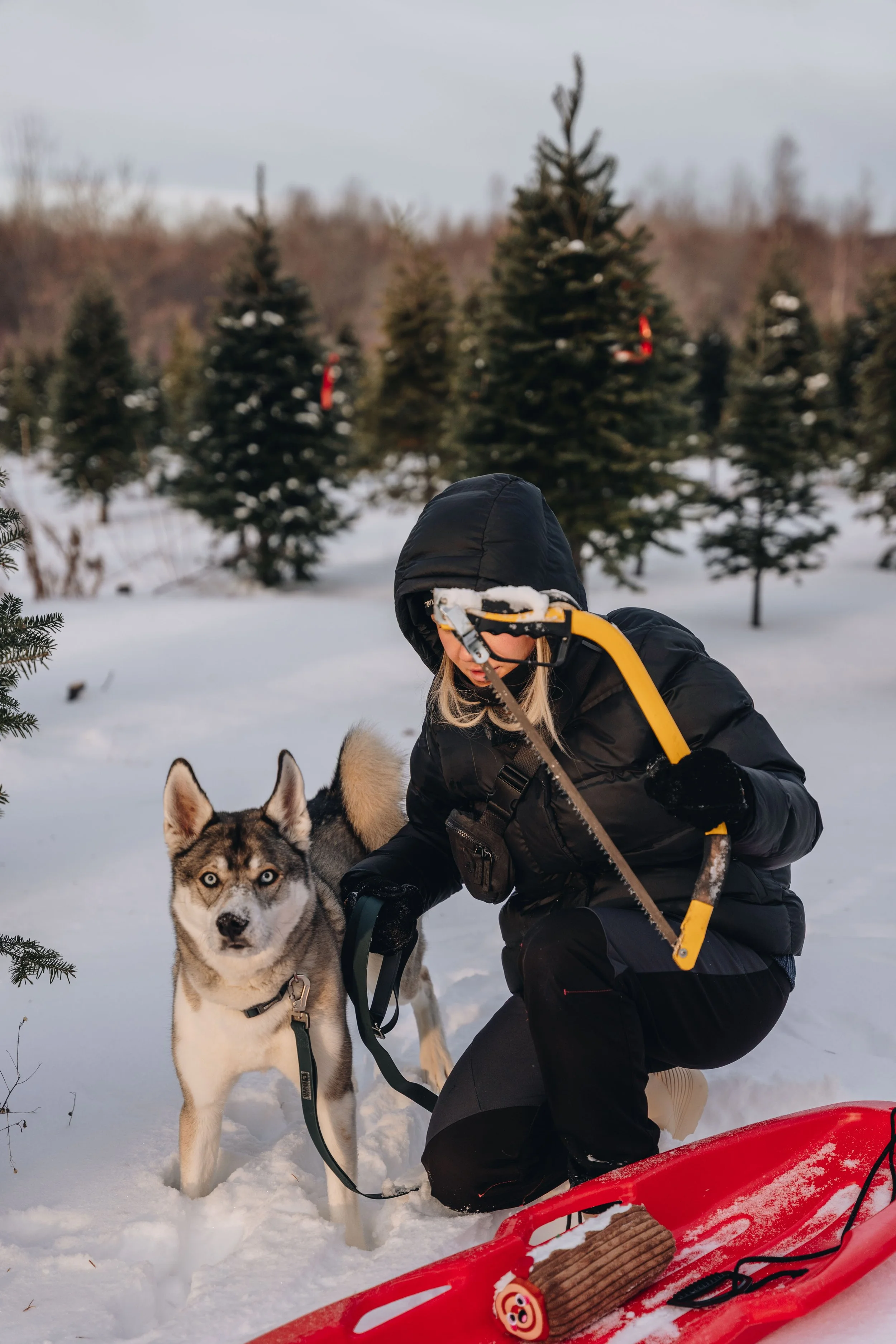 onvasepromener-noel-sapin-mondou 64.jpg