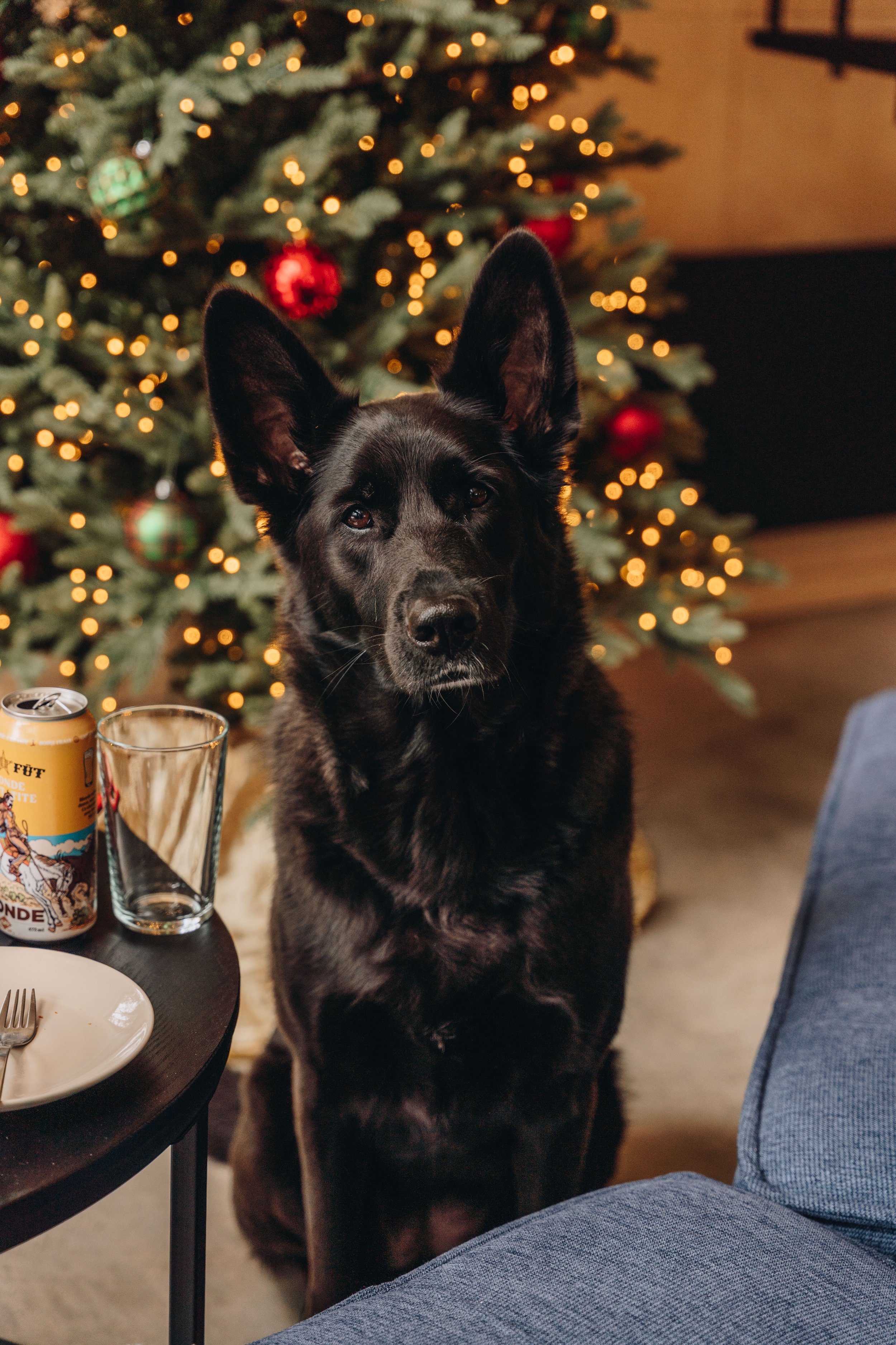 Les bonnes pratiques pour passer le temps des Fêtes avec son chien sans stress