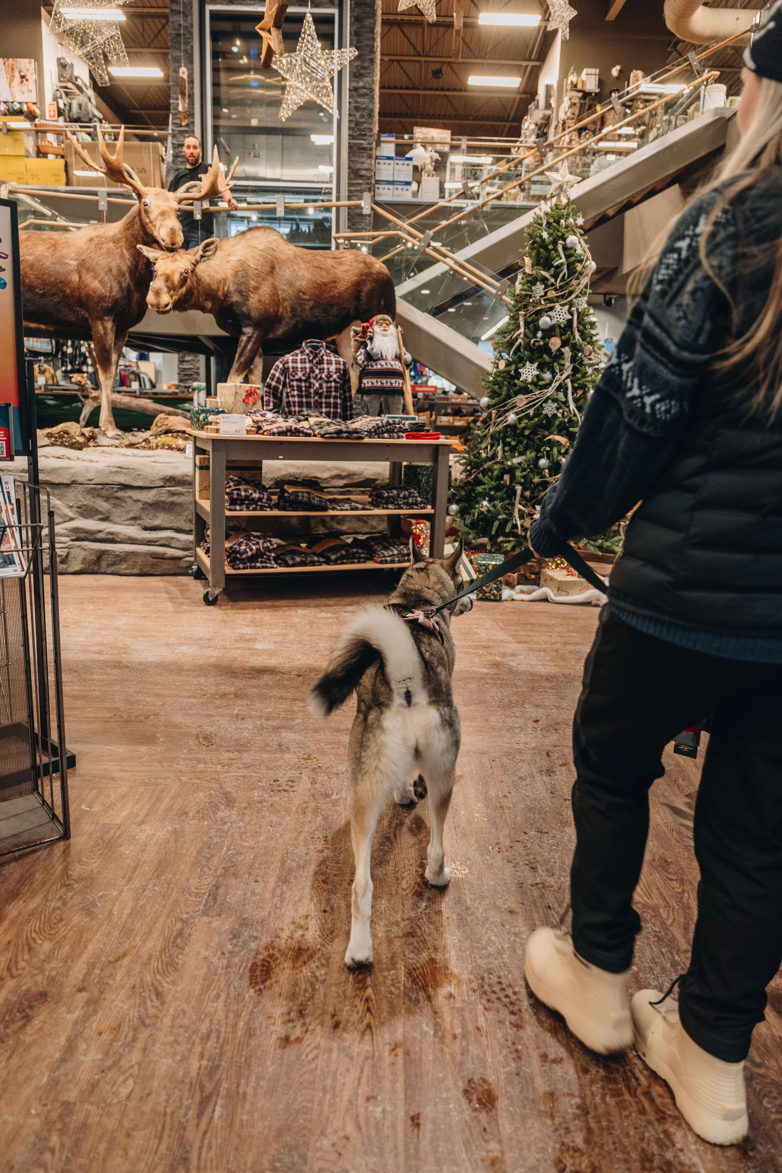 latulippe lévis chien boutique plein air 2.jpg