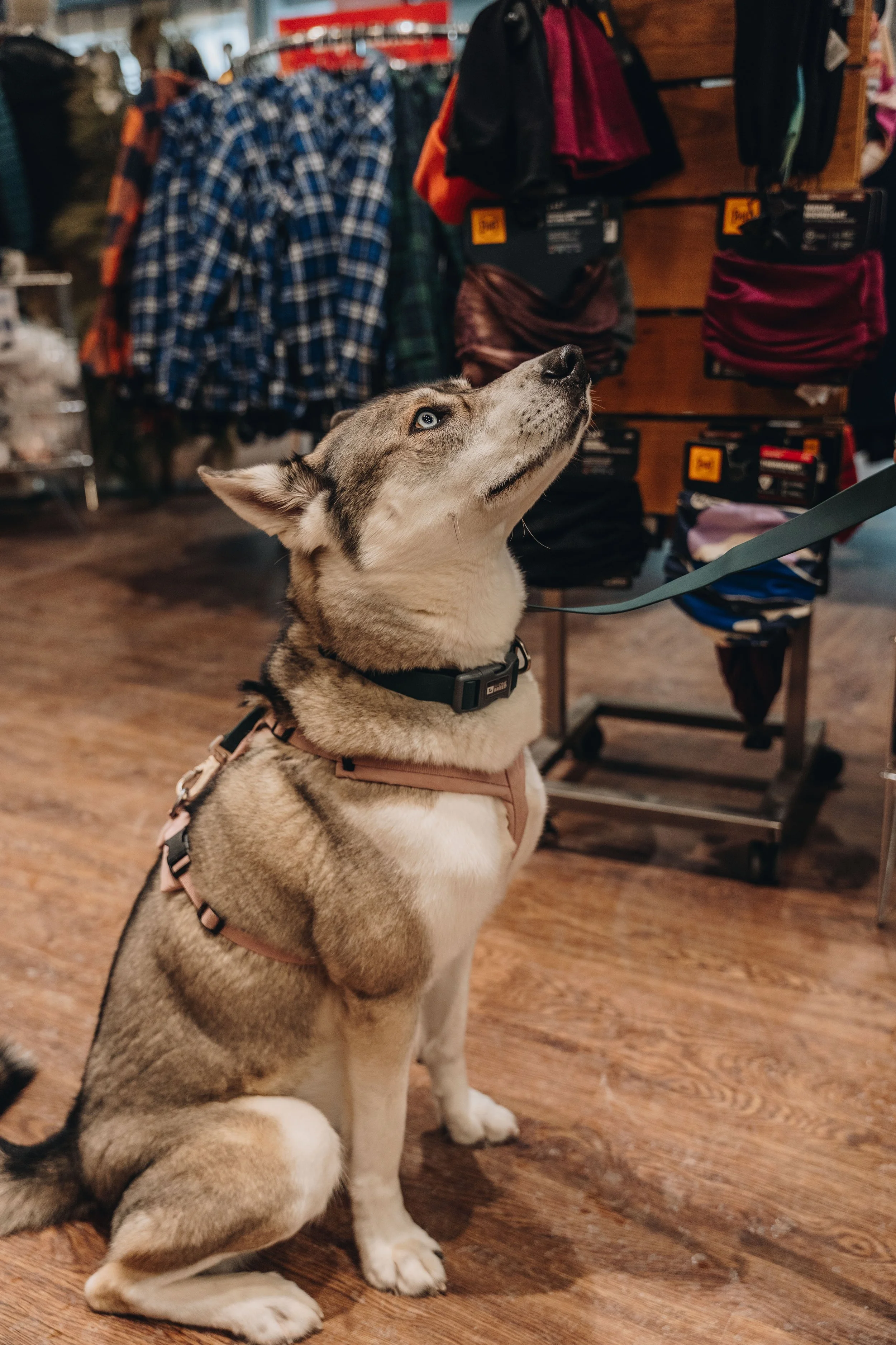 latulippe lévis chien boutique plein air 24.jpg