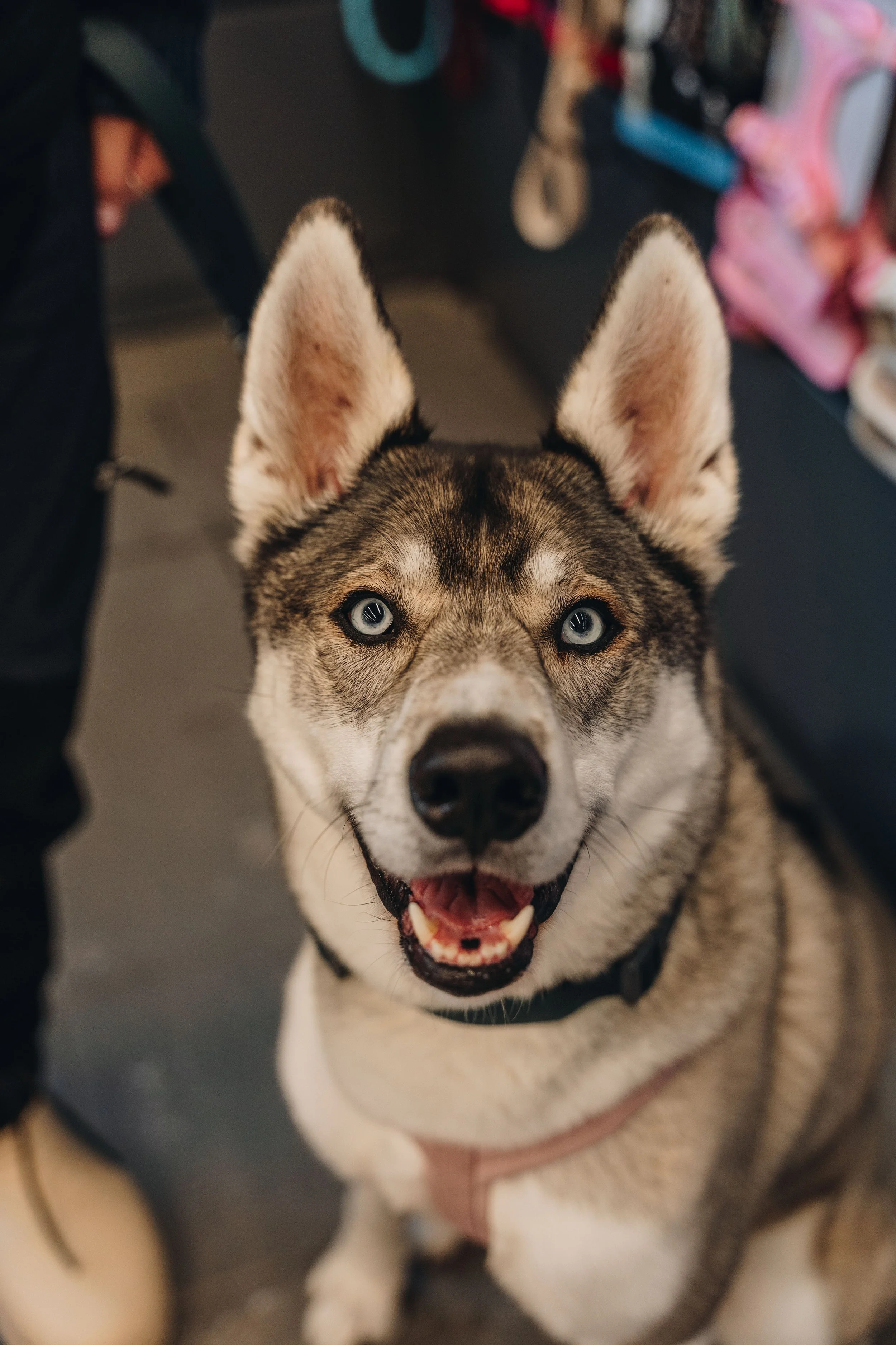 moudou animalerie lévis chien 18.jpg