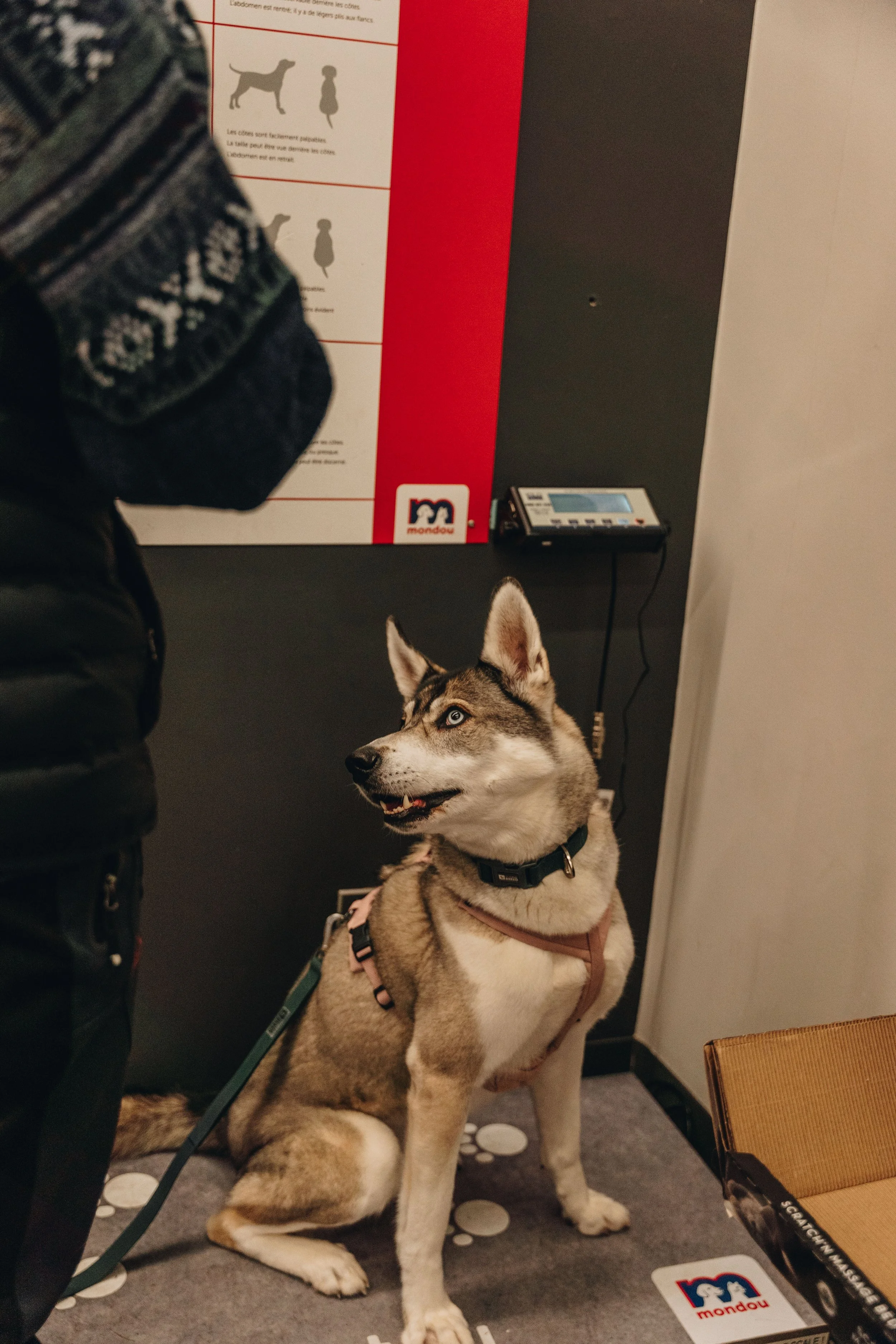 moudou animalerie lévis chien 5.jpg