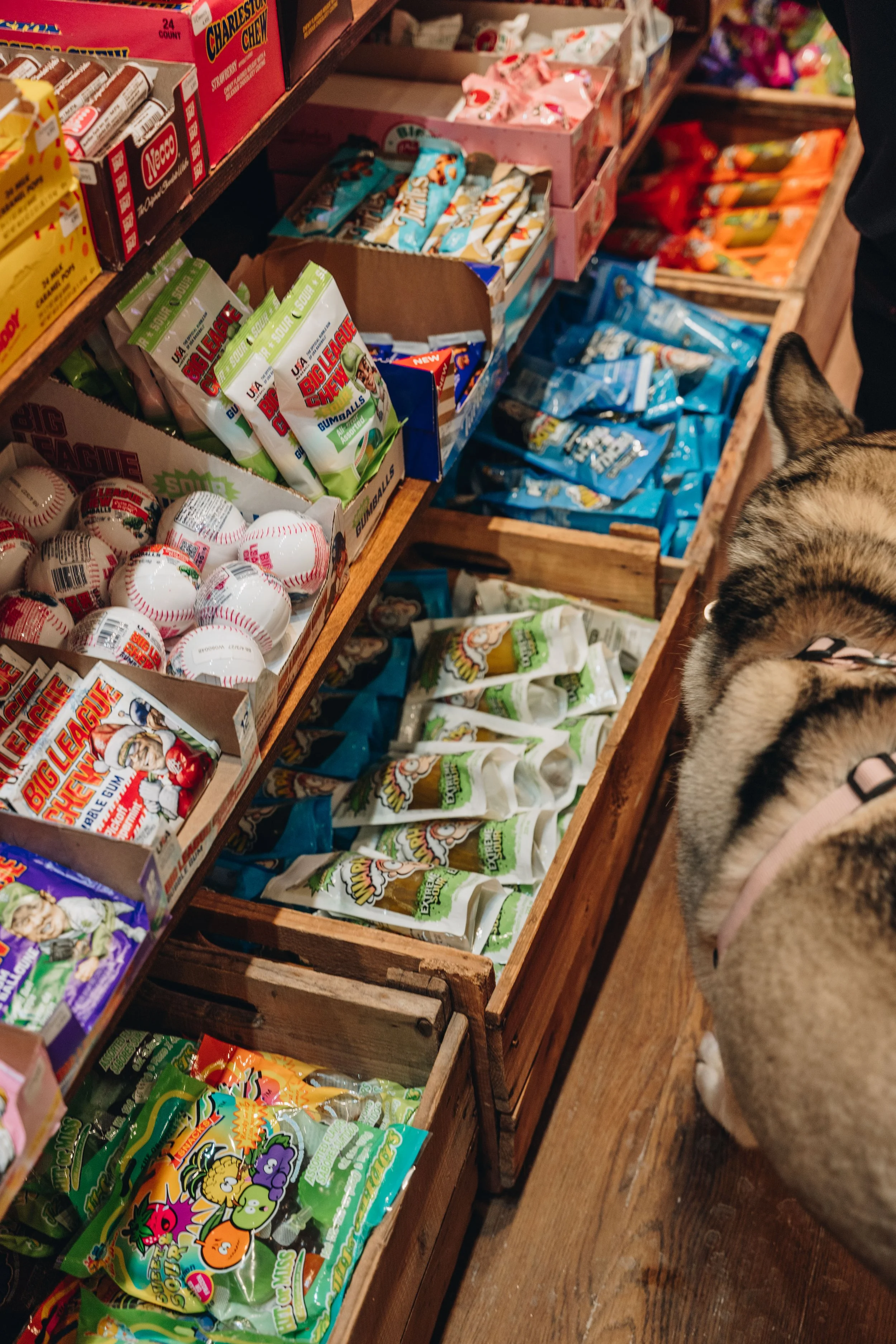 commere magasin bonbon lévis chien boutique15.jpg