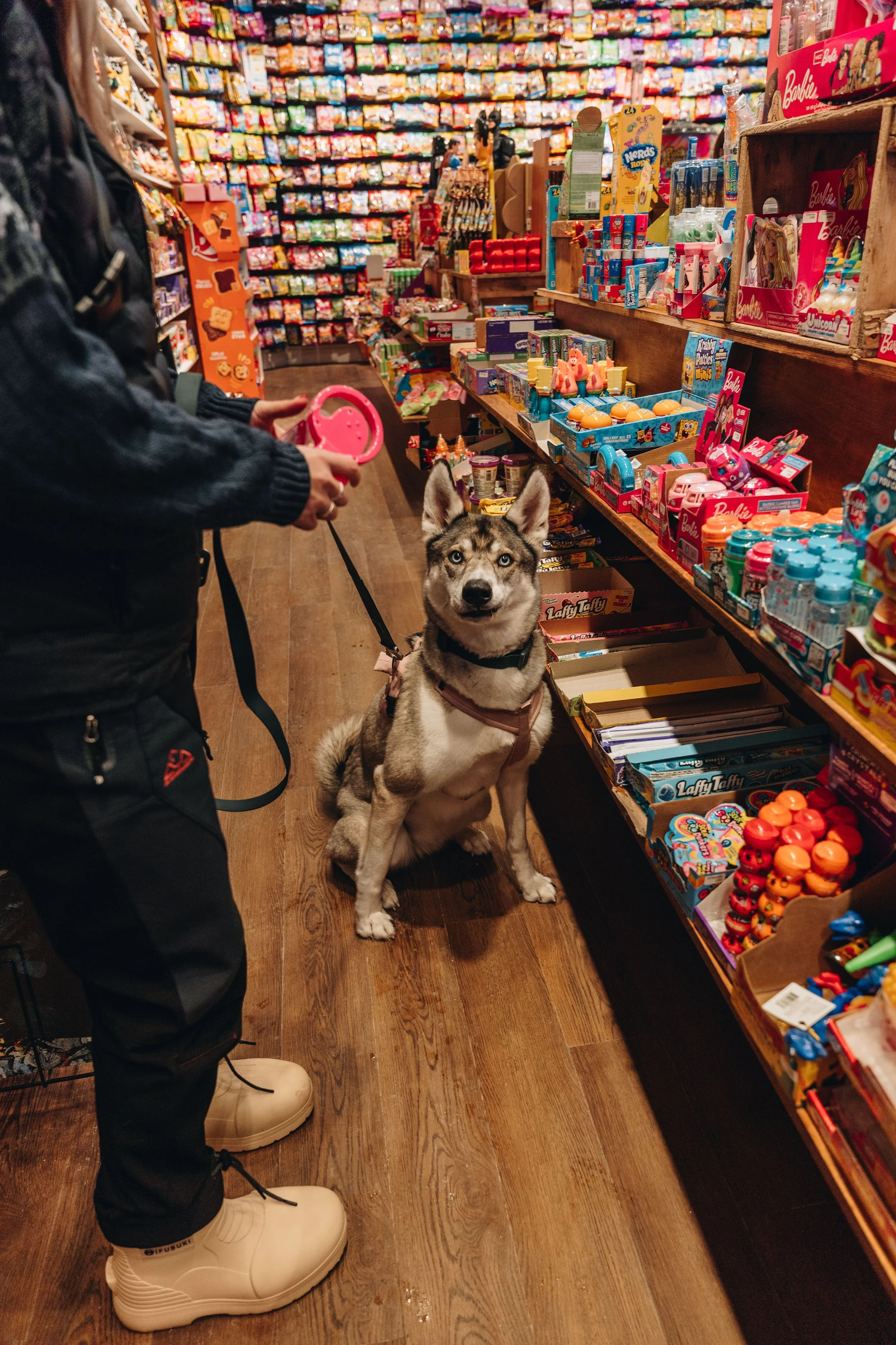 commere magasin bonbon lévis chien boutique20.jpg