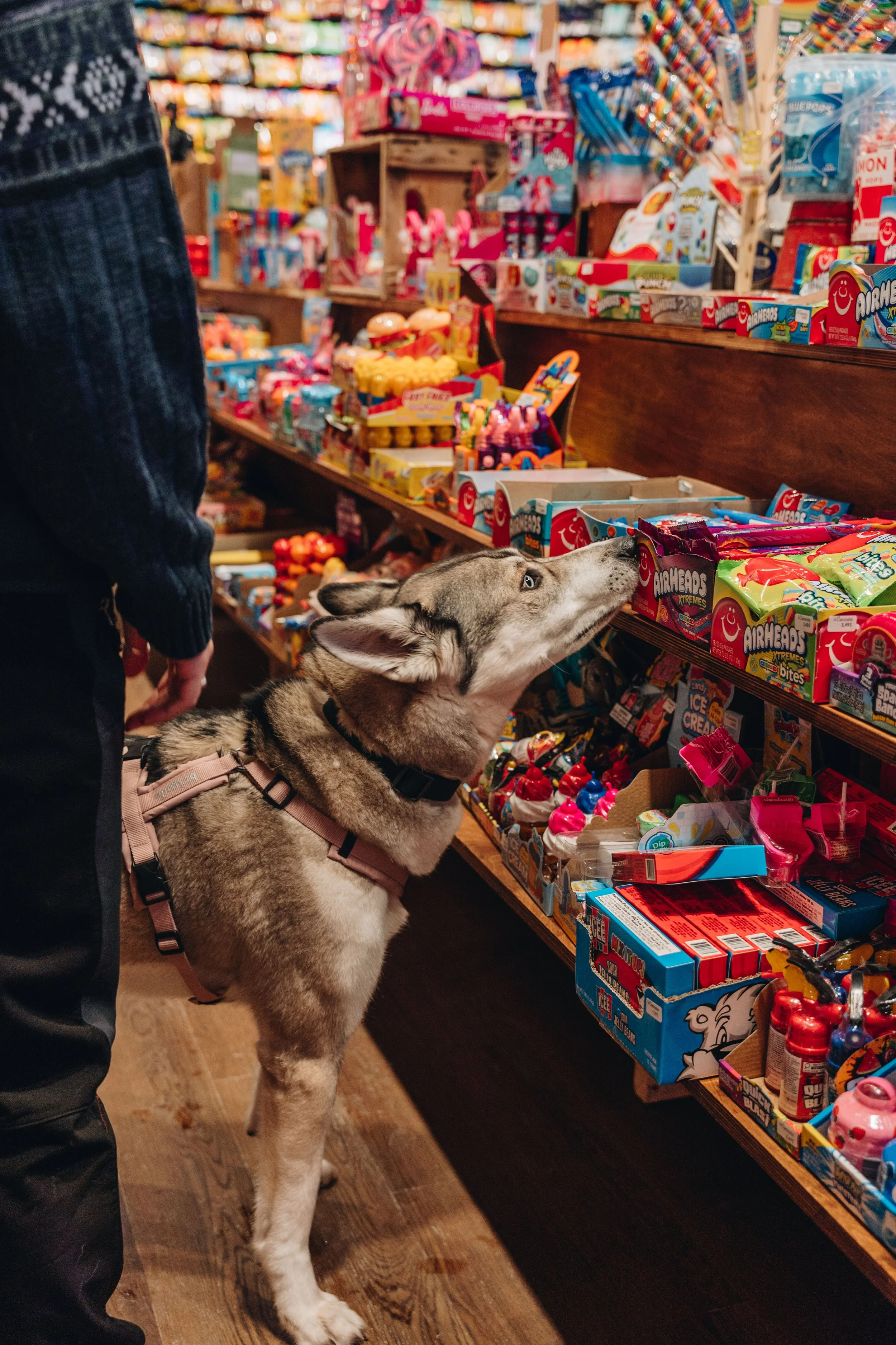 [Chaudière-Appalaches, Lévis] La commère Lévis