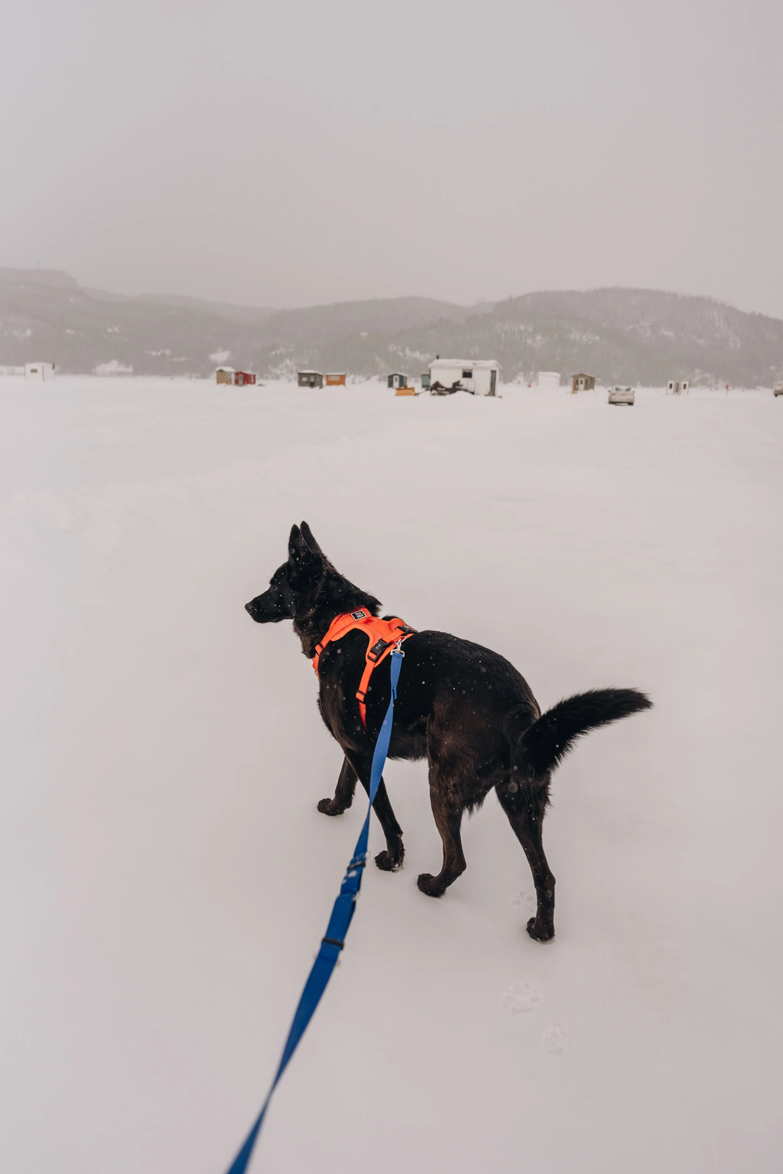 peche blanche l'anse saint jean chien (38).jpg