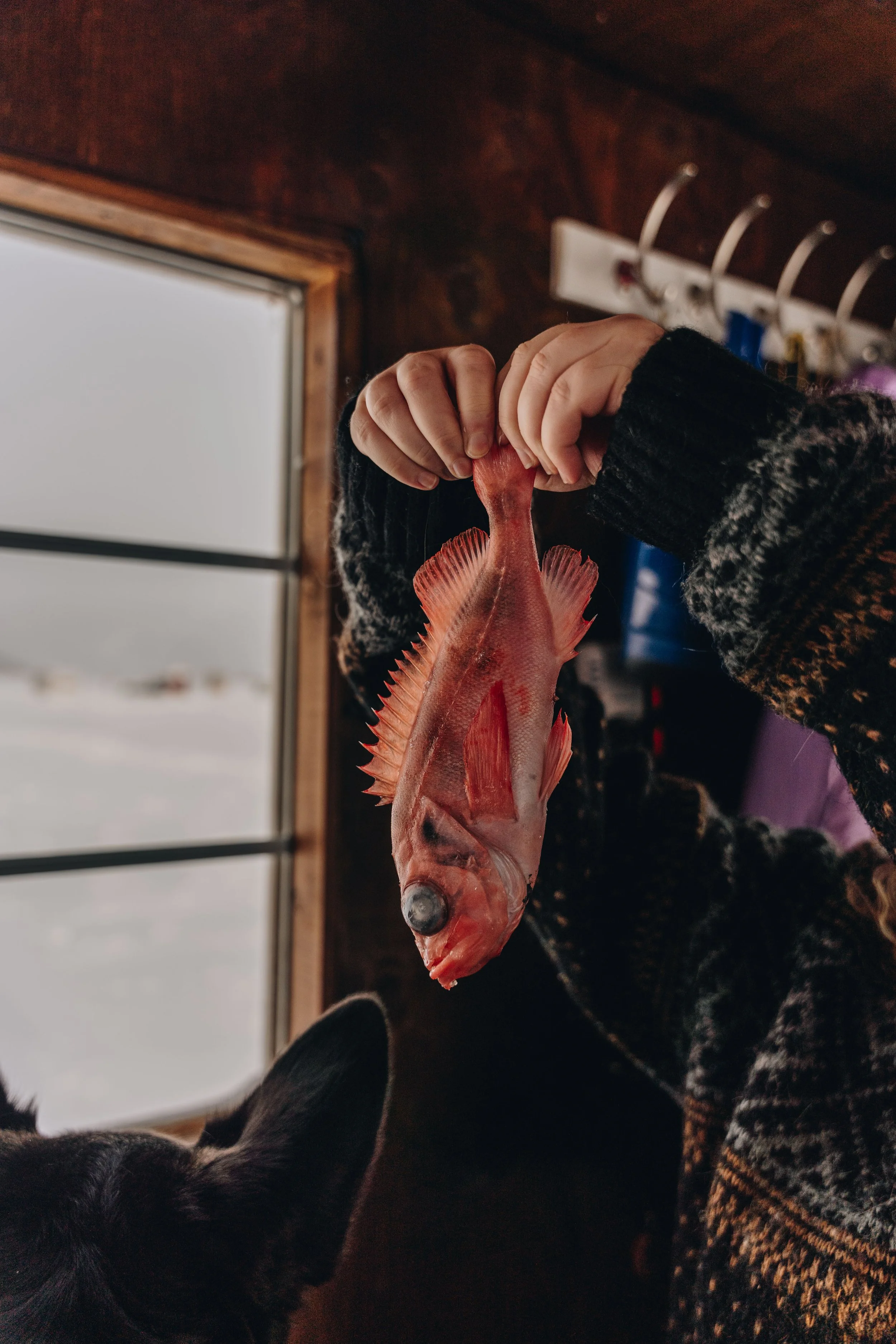 peche blanche l'anse saint jean chien (32).jpg