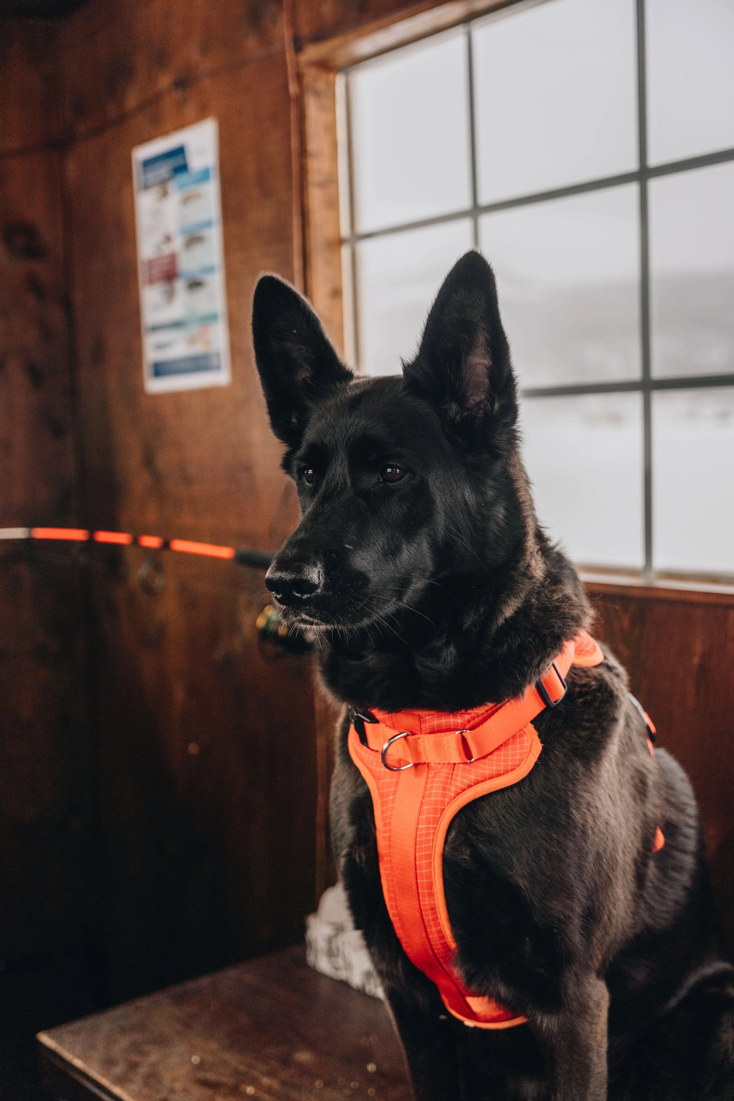 peche blanche l'anse saint jean chien (18).jpg