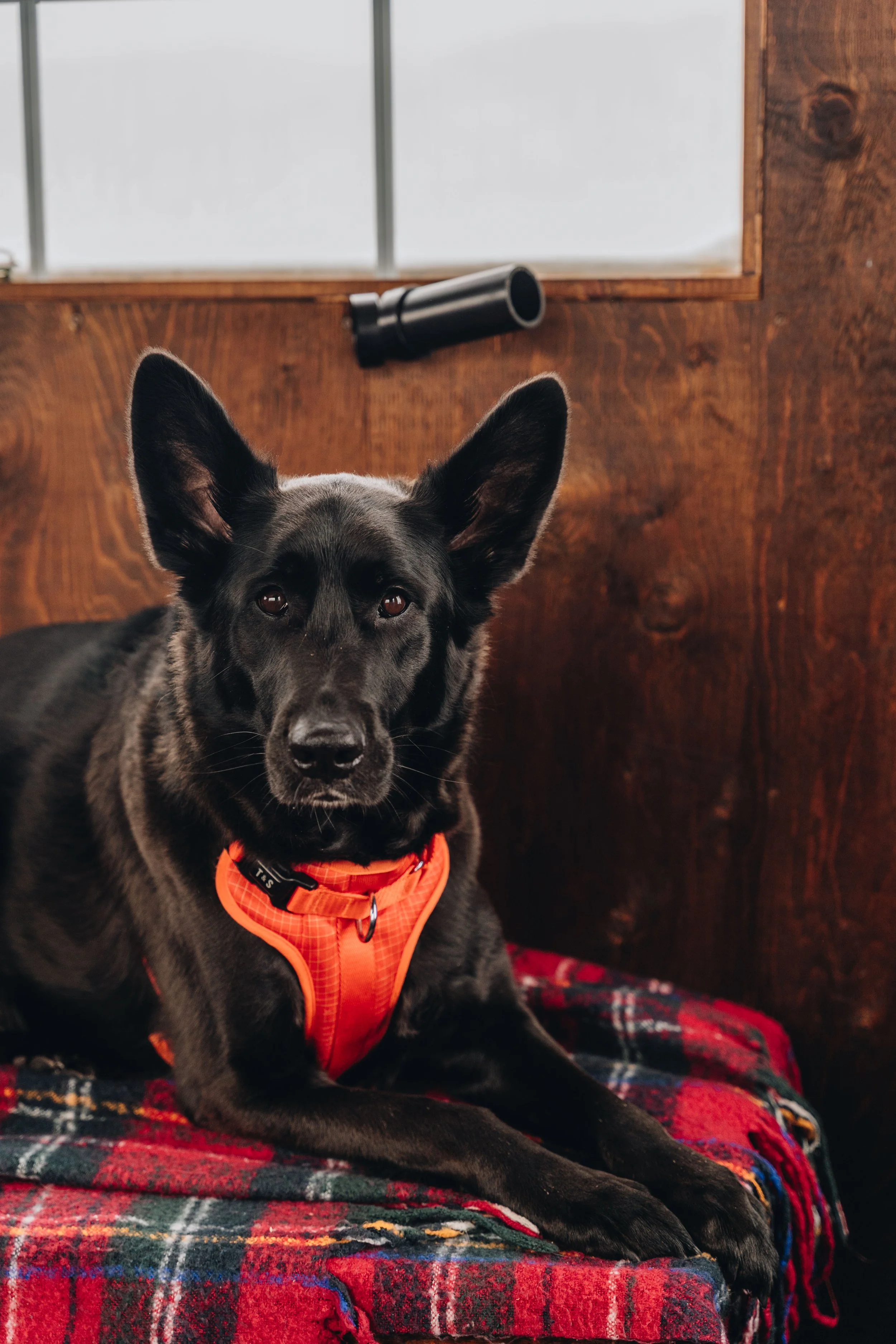 peche blanche l'anse saint jean chien (44).jpg