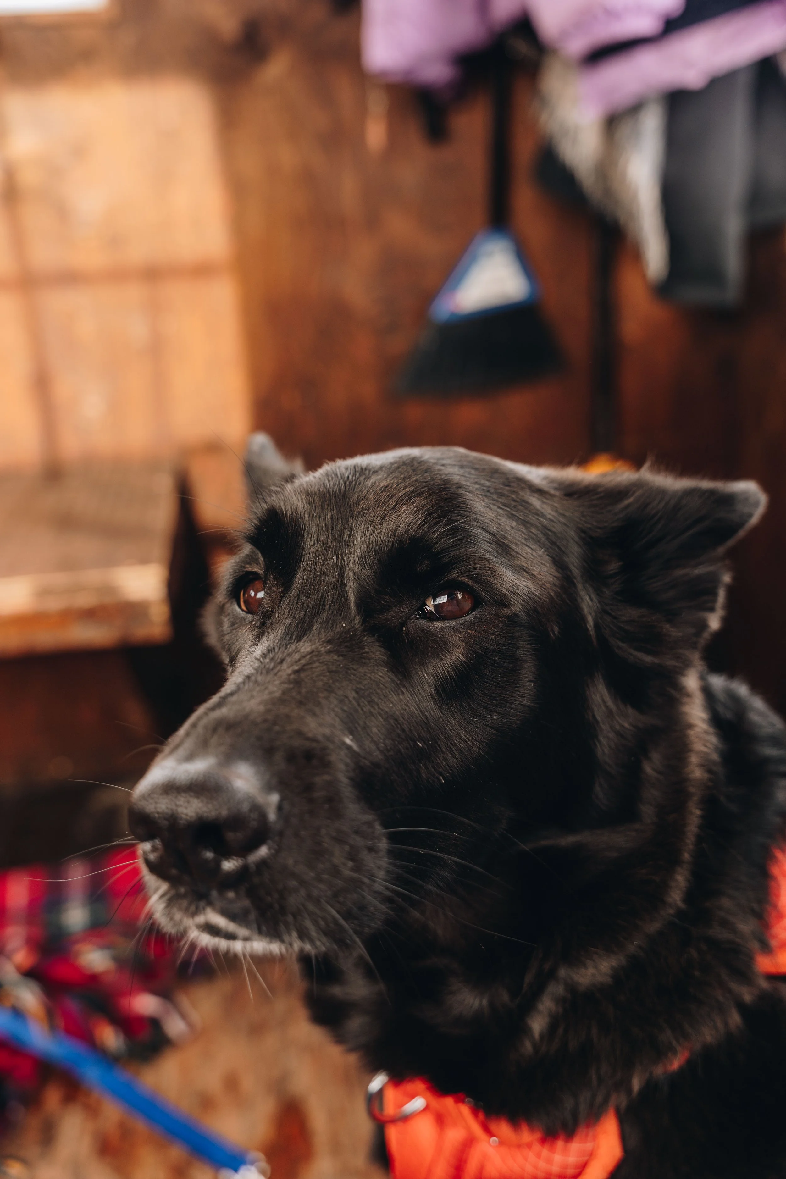 peche blanche l'anse saint jean chien (27).jpg