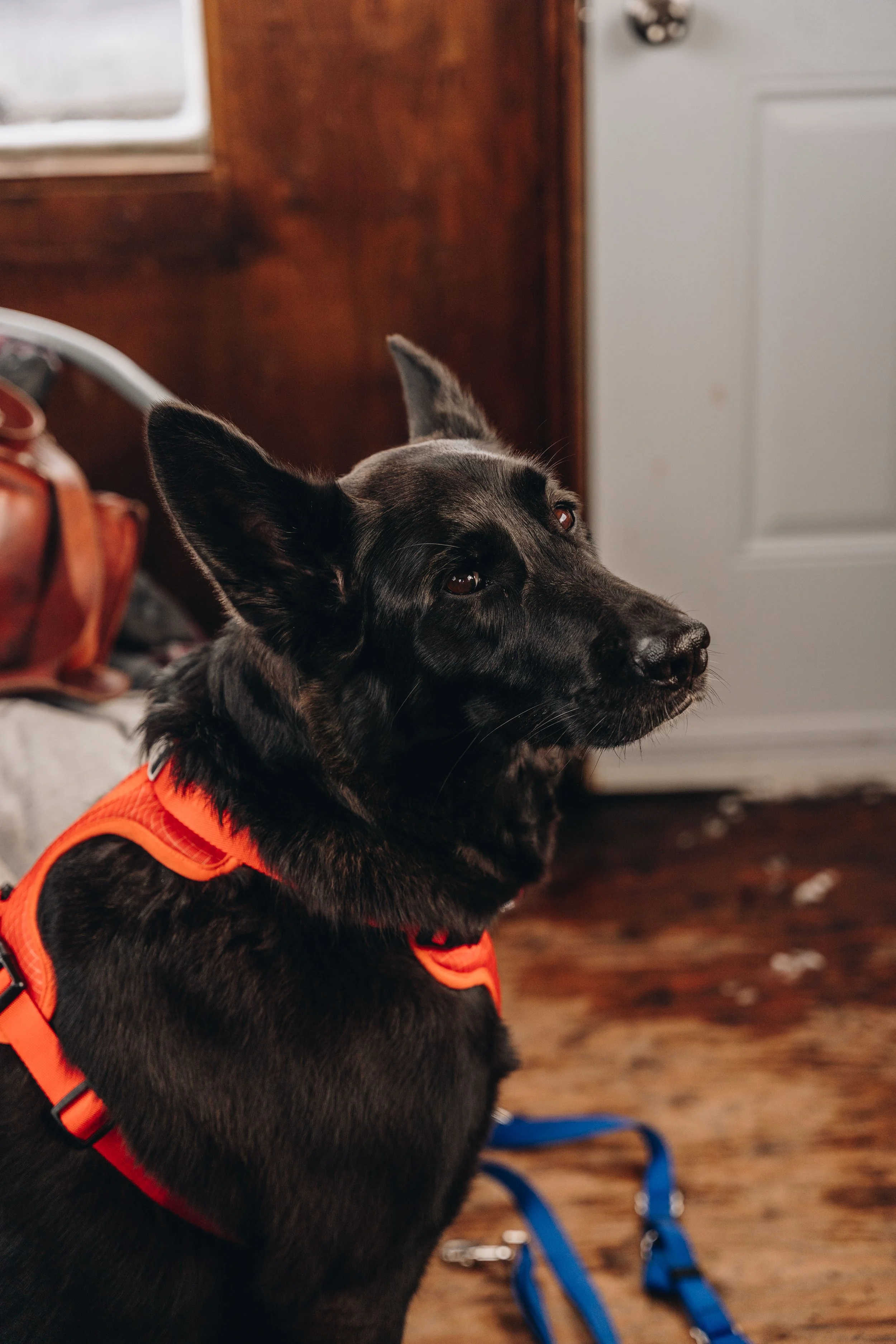 peche blanche l'anse saint jean chien (15).jpg