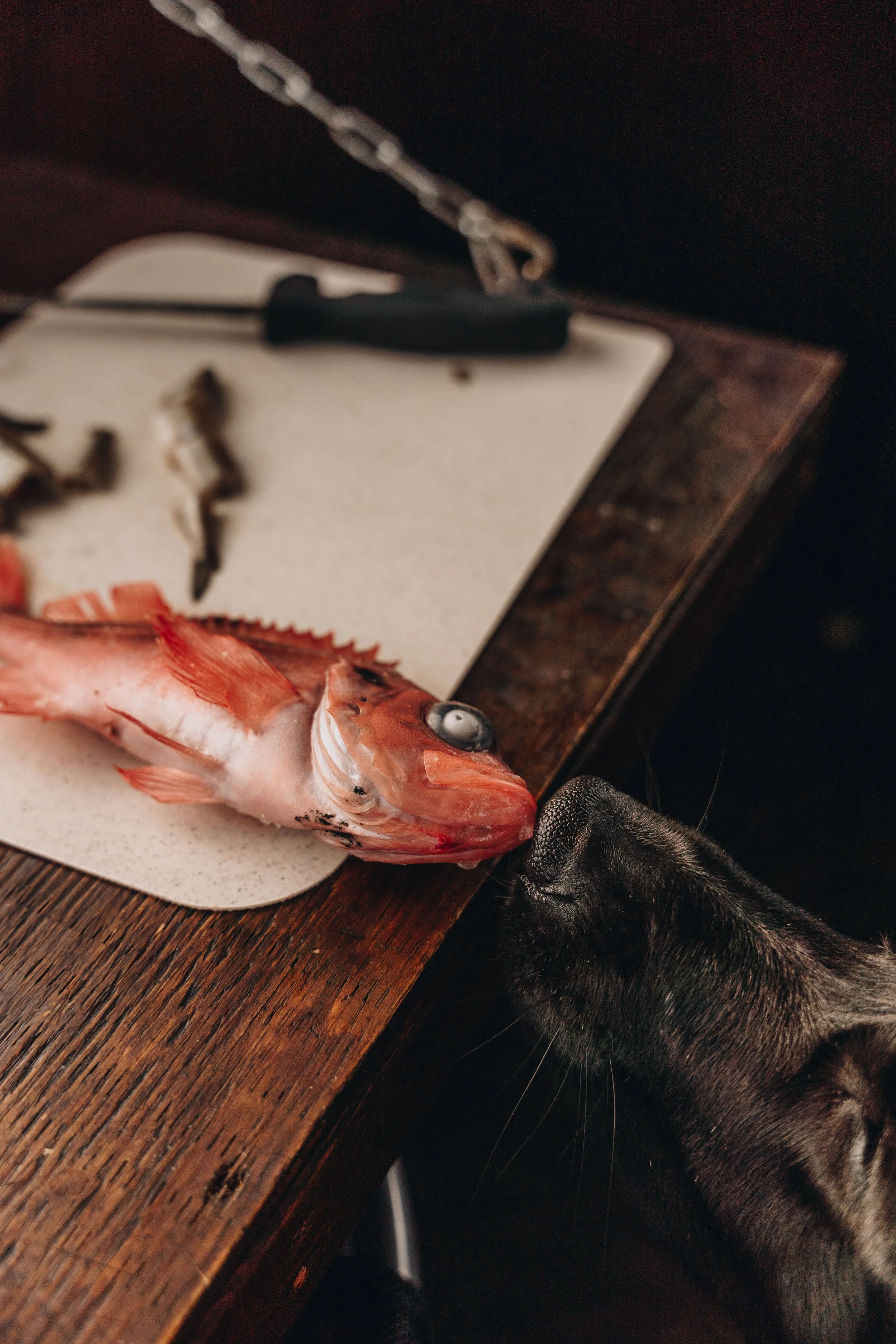 peche blanche l'anse saint jean chien (31).jpg