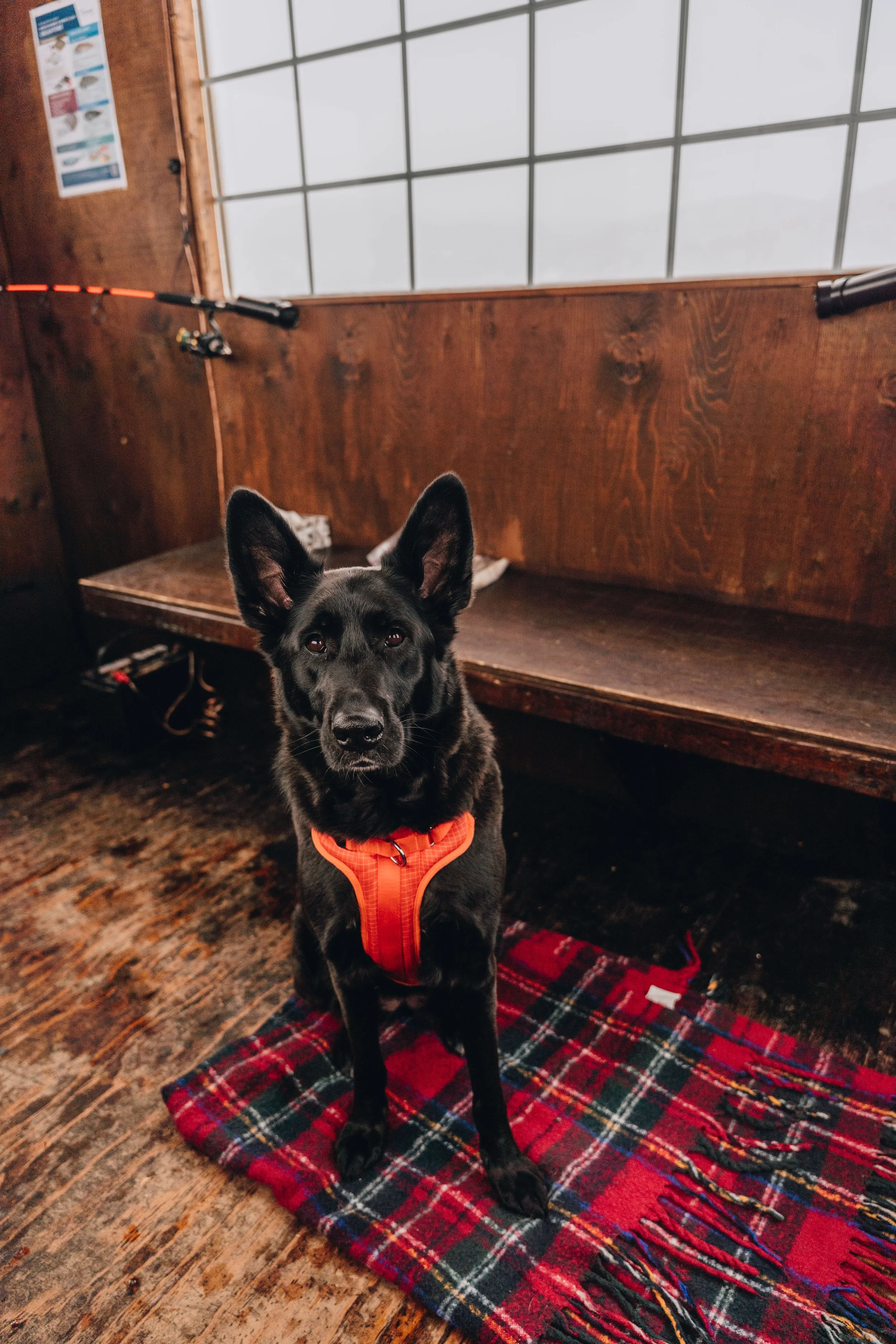 peche blanche l'anse saint jean chien (46).jpg