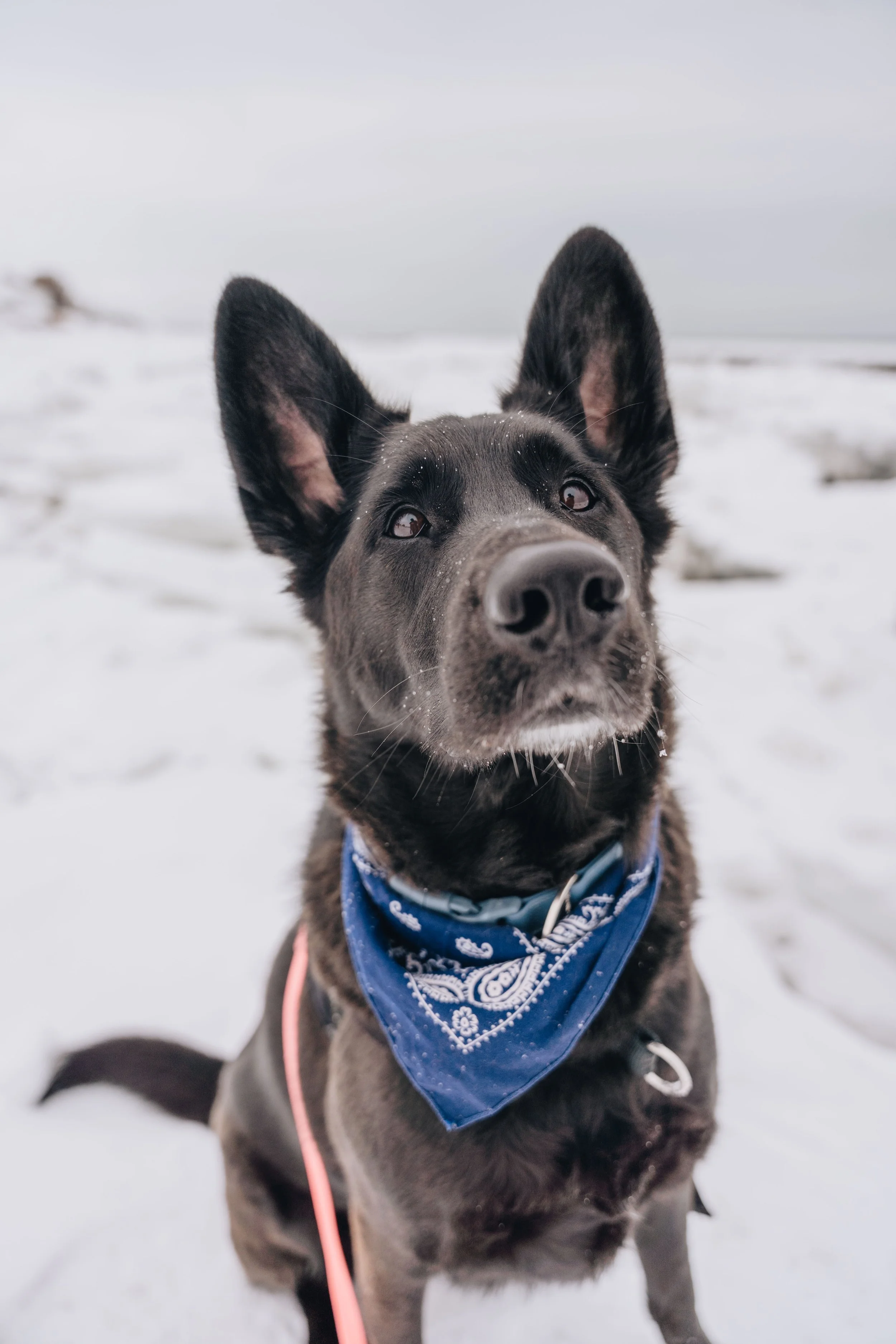 Maison bleue_onvasepromener 37.jpg