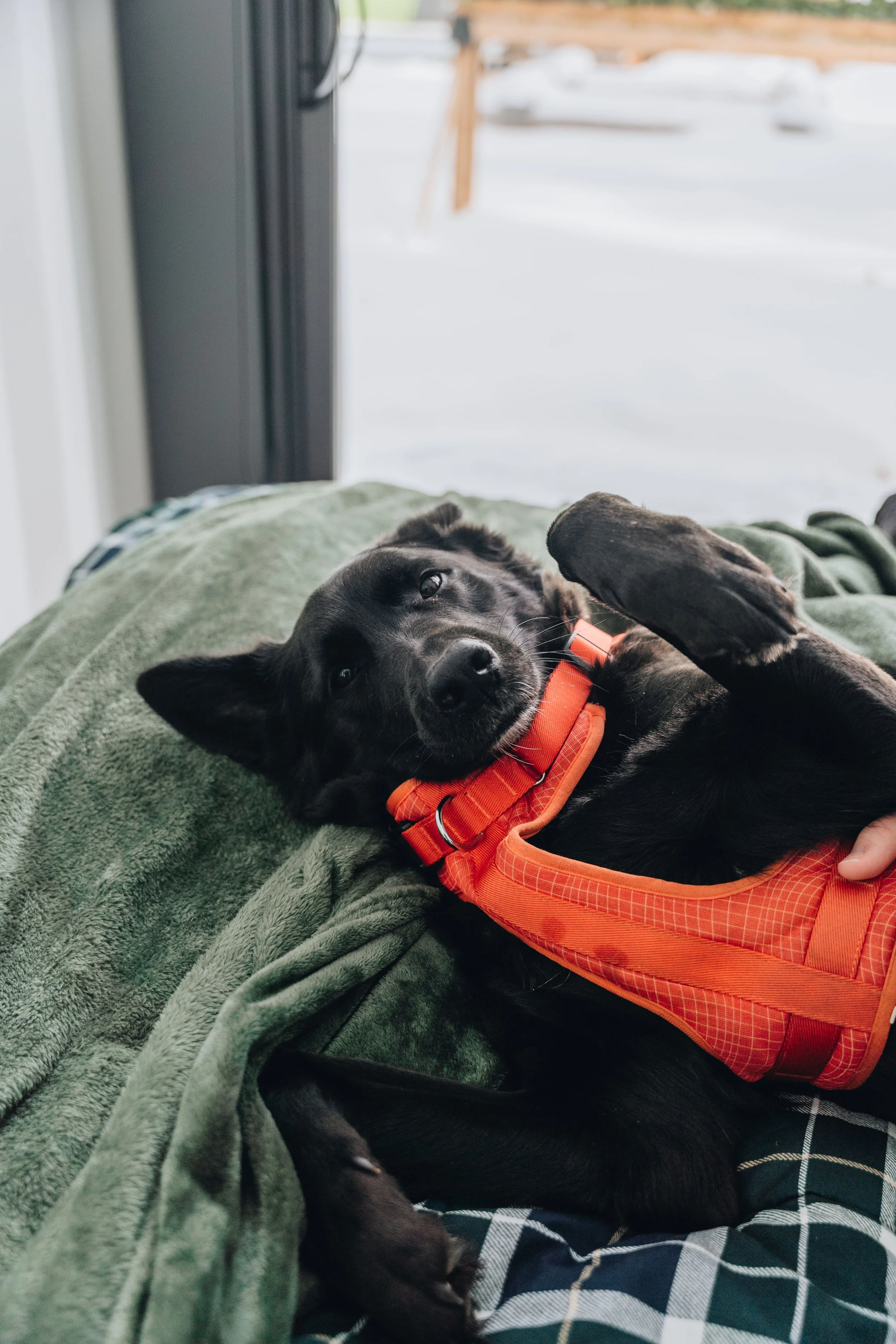 ULM_refuge_onvasepromener 32.jpg