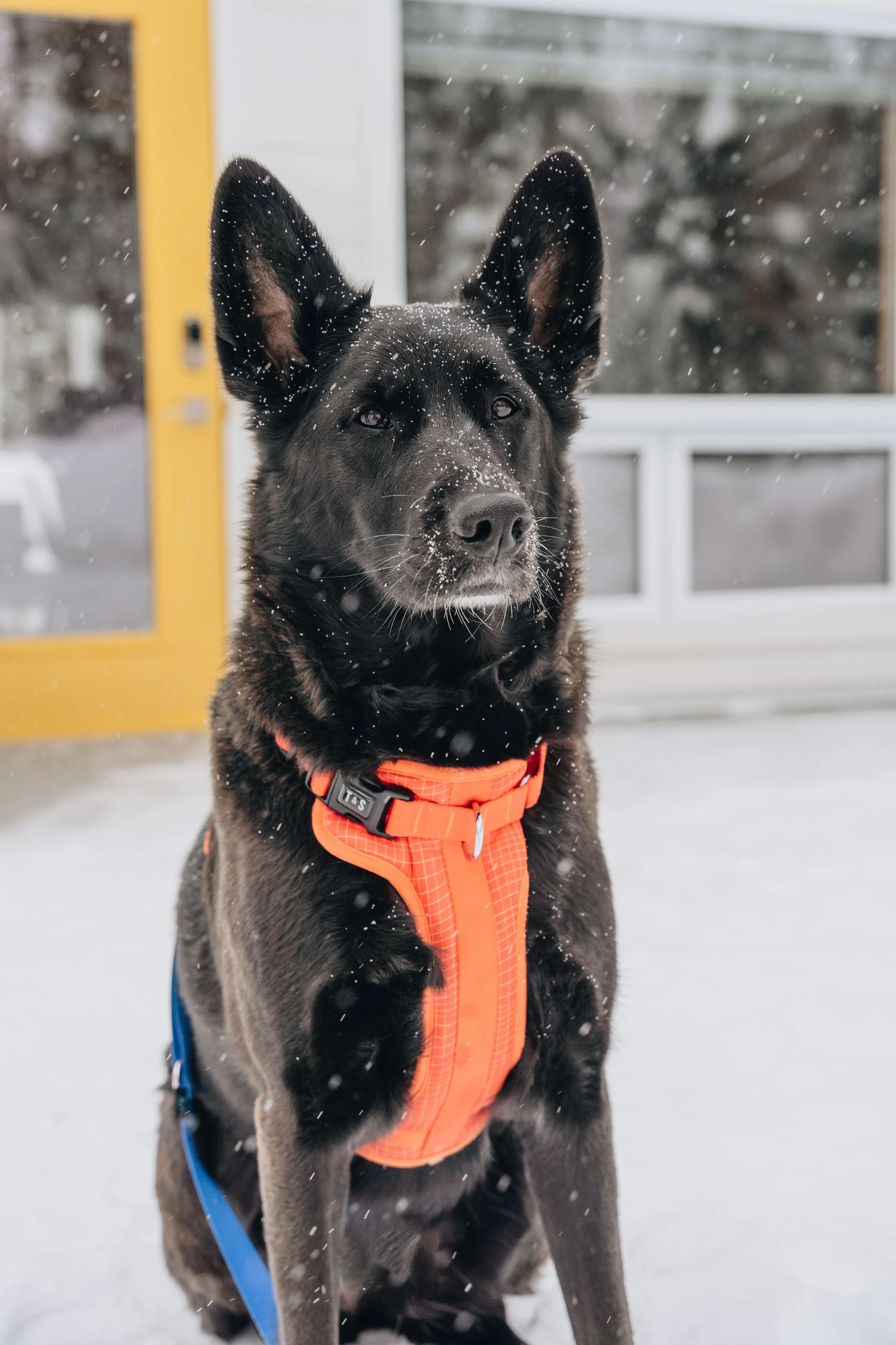 Chalet Hauska_onvasepromener 152.jpg