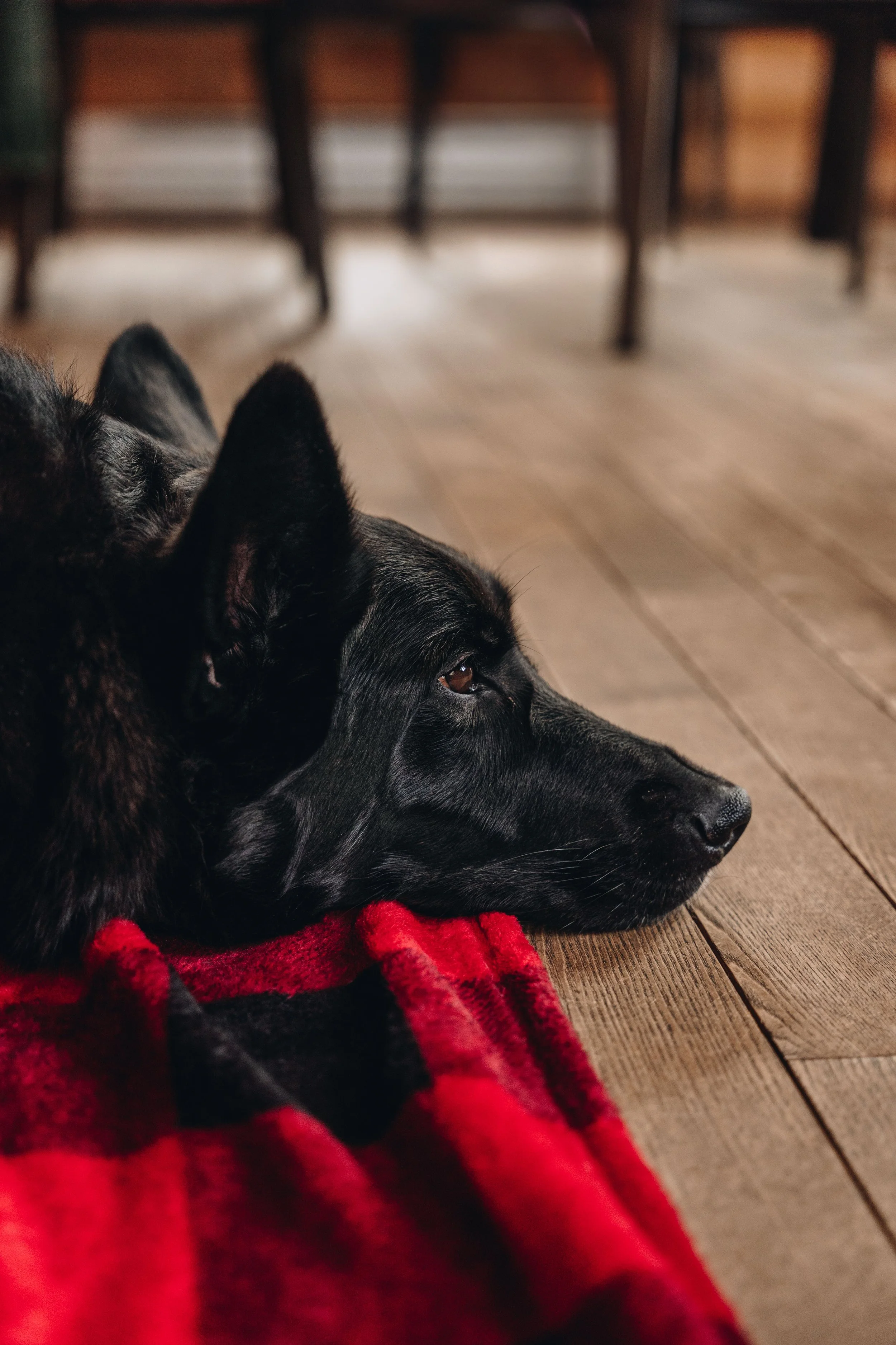 Au chalet en bois rond_onvasepromener 182.jpg