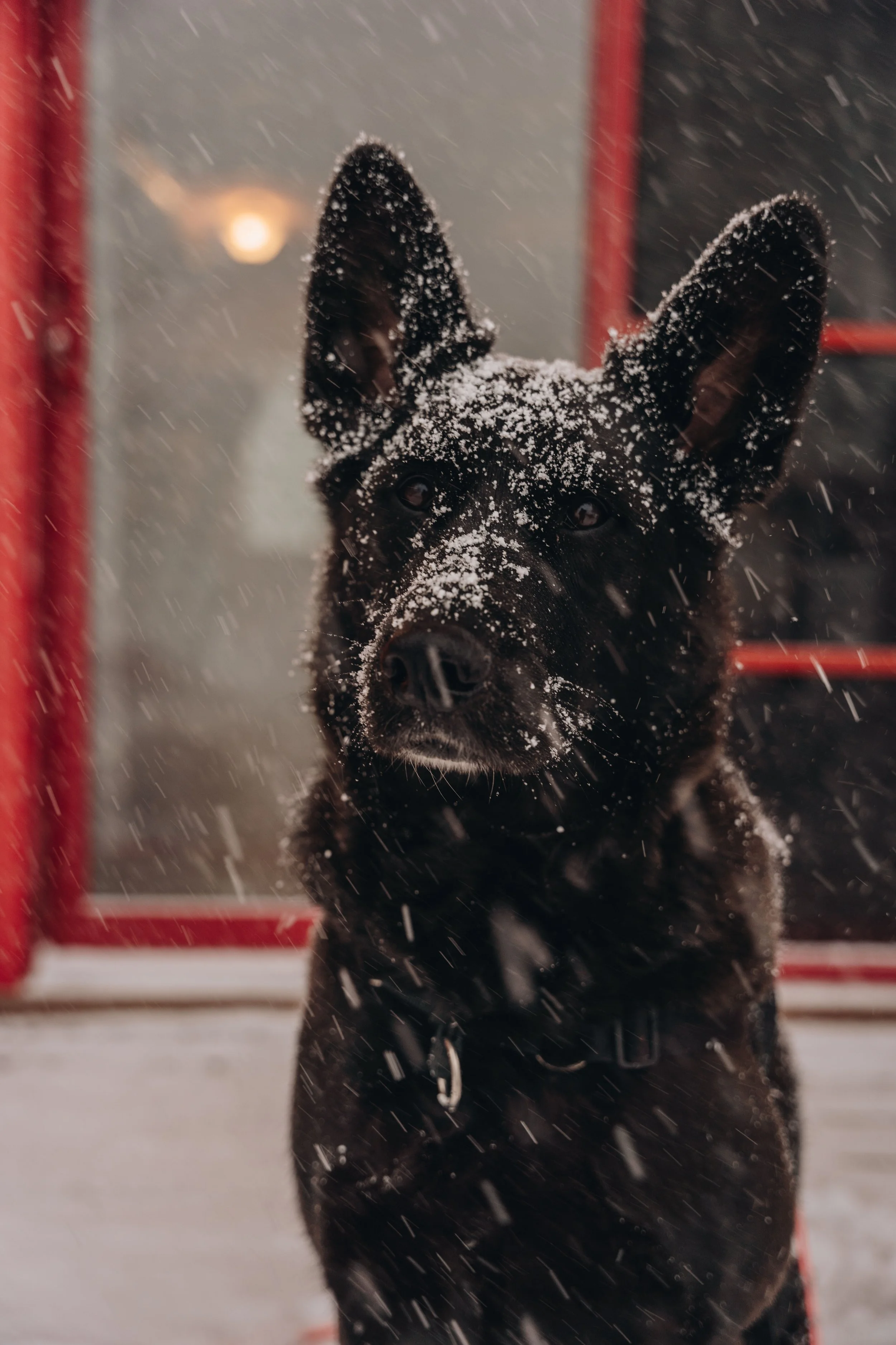 Au chalet en bois rond_onvasepromener 70.jpg
