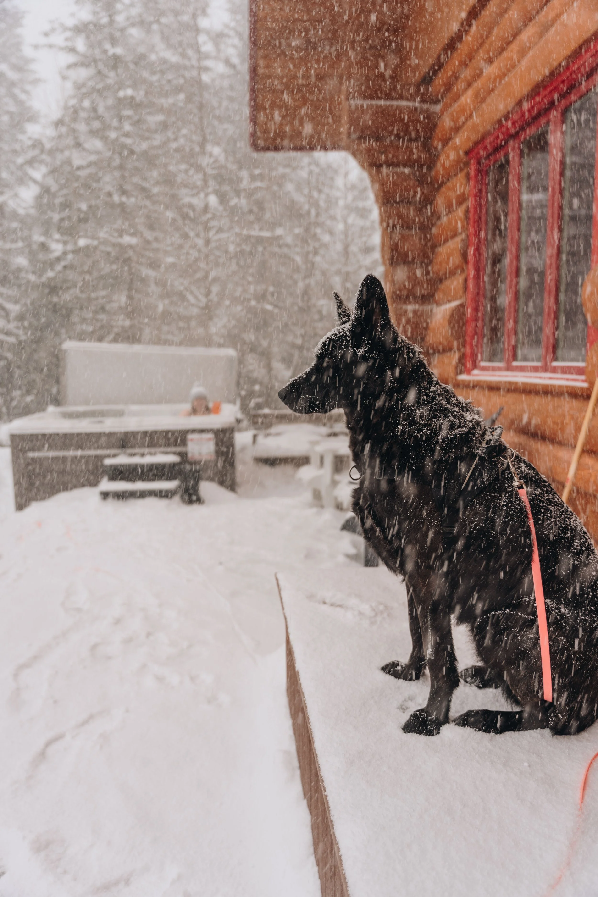 Au chalet en bois rond_onvasepromener 73.jpg