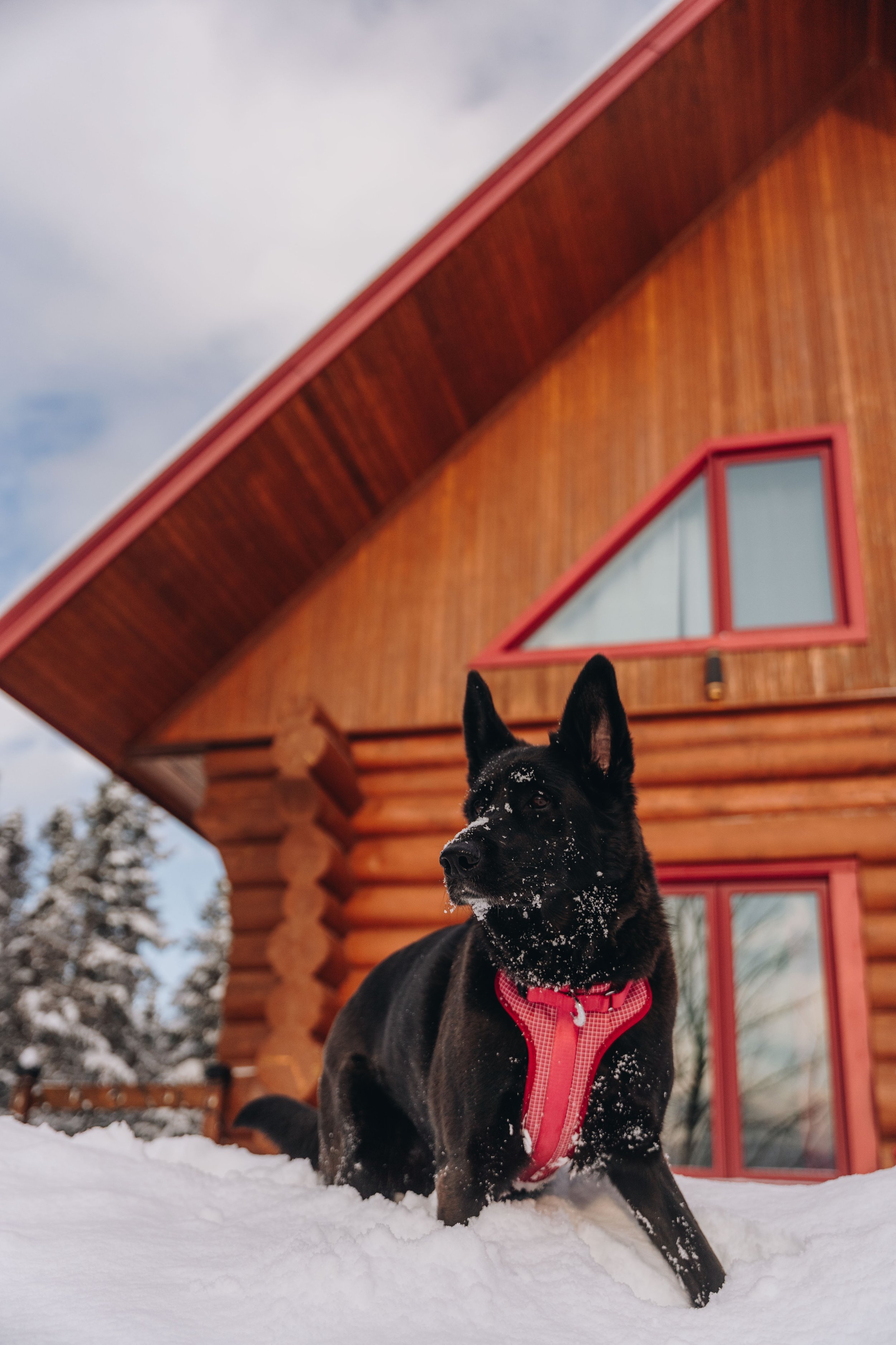 Au chalet en bois rond_onvasepromener 88.jpg