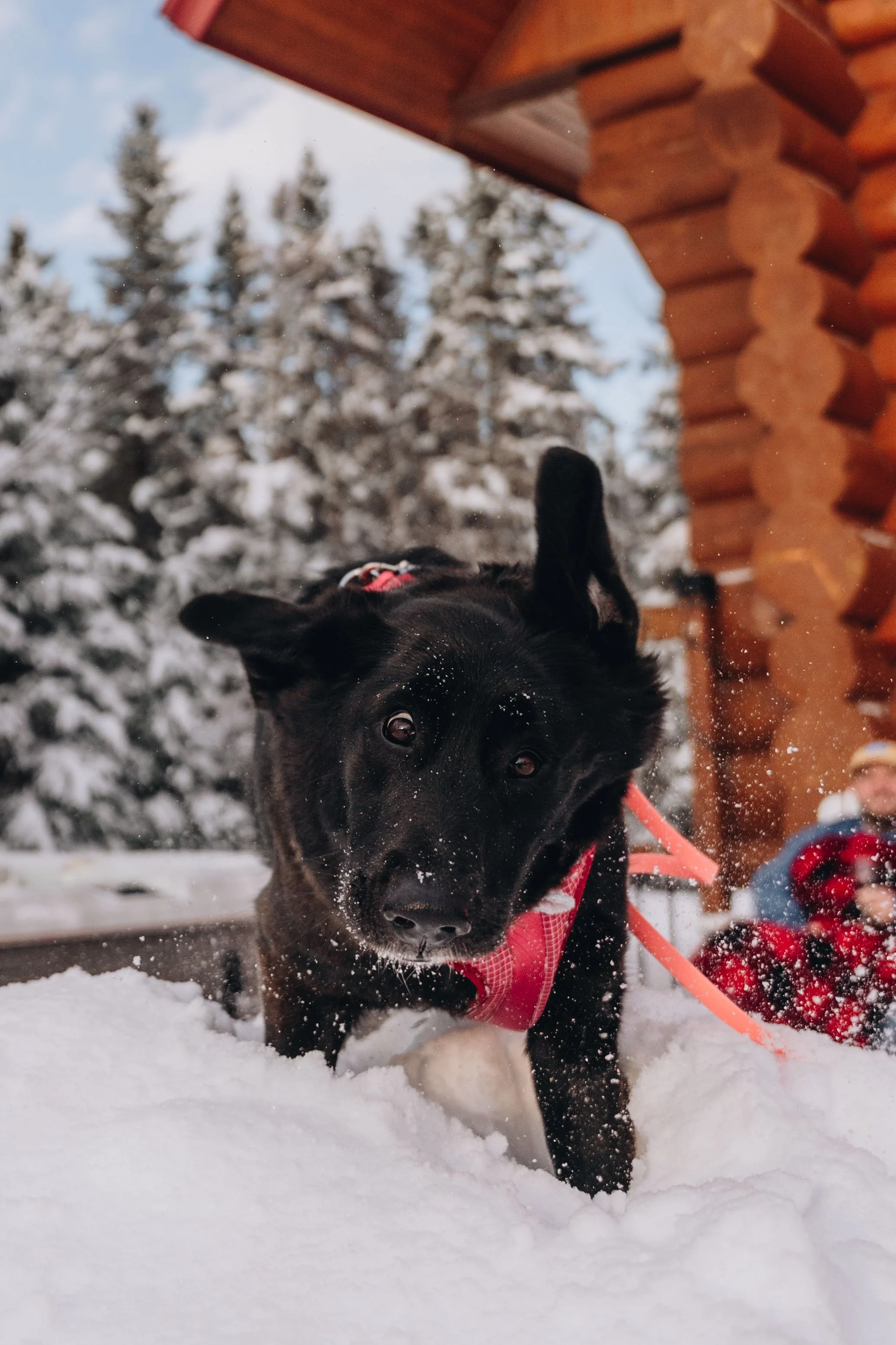 Au chalet en bois rond_onvasepromener 93.jpg