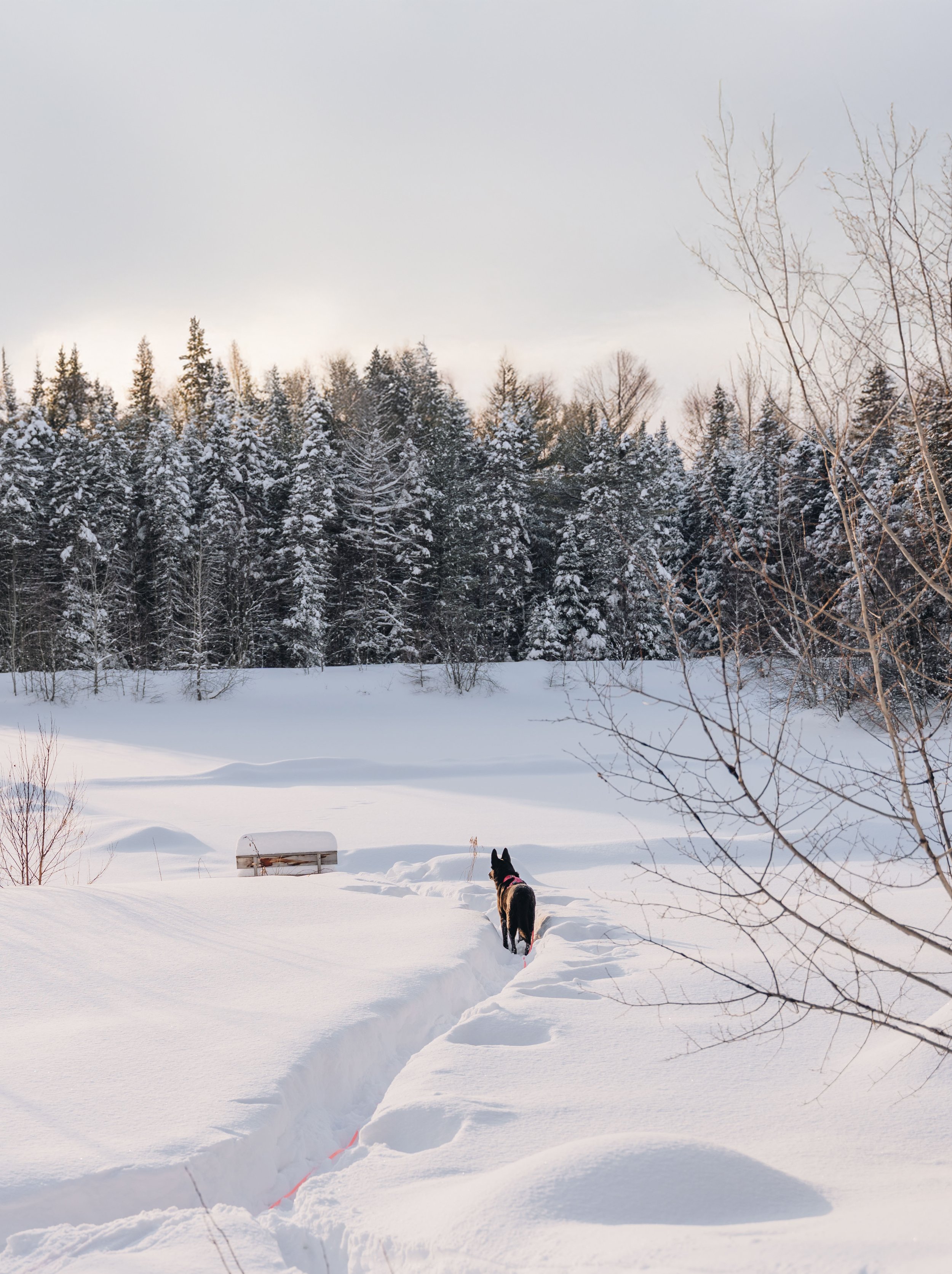 Au chalet en bois rond_onvasepromener 137.jpg