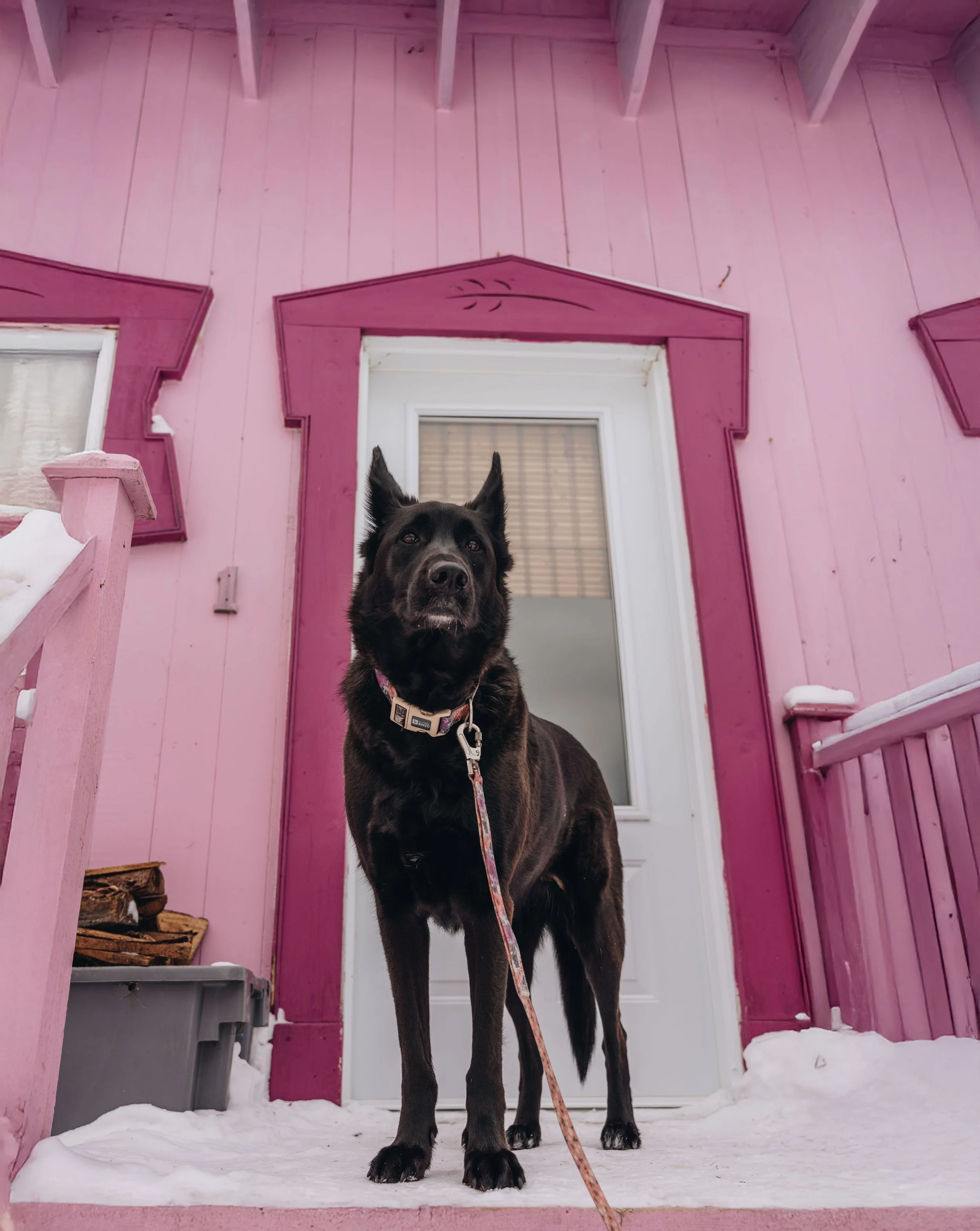 L'Épilobe_onvasepromener 200.jpg