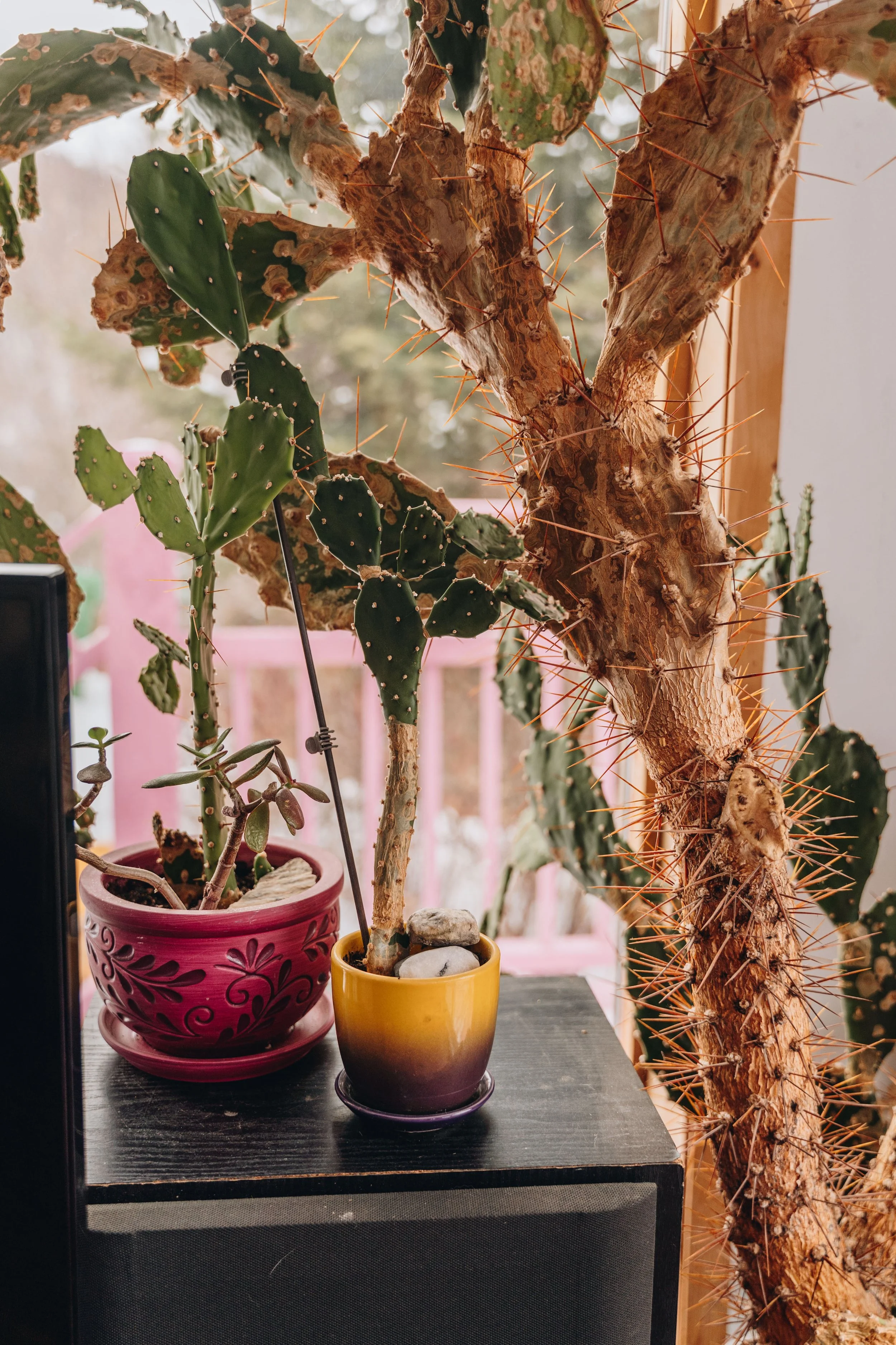 L'Épilobe_onvasepromener 184.jpg