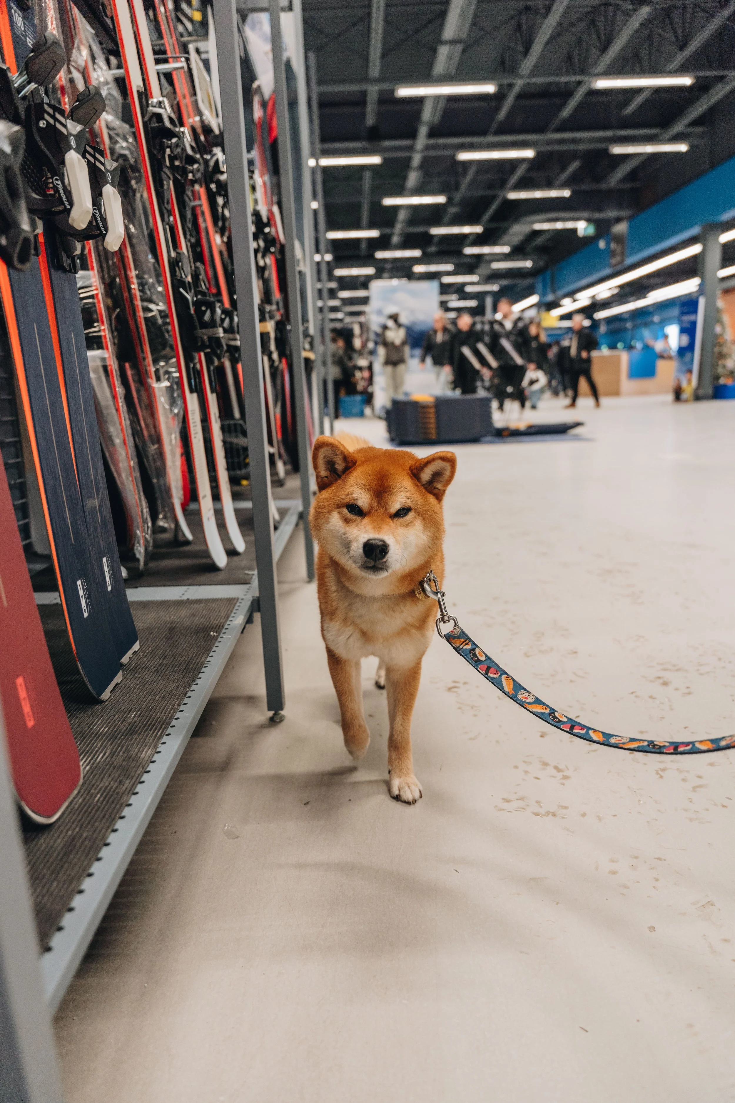 decathlon boisbriand 2.jpg