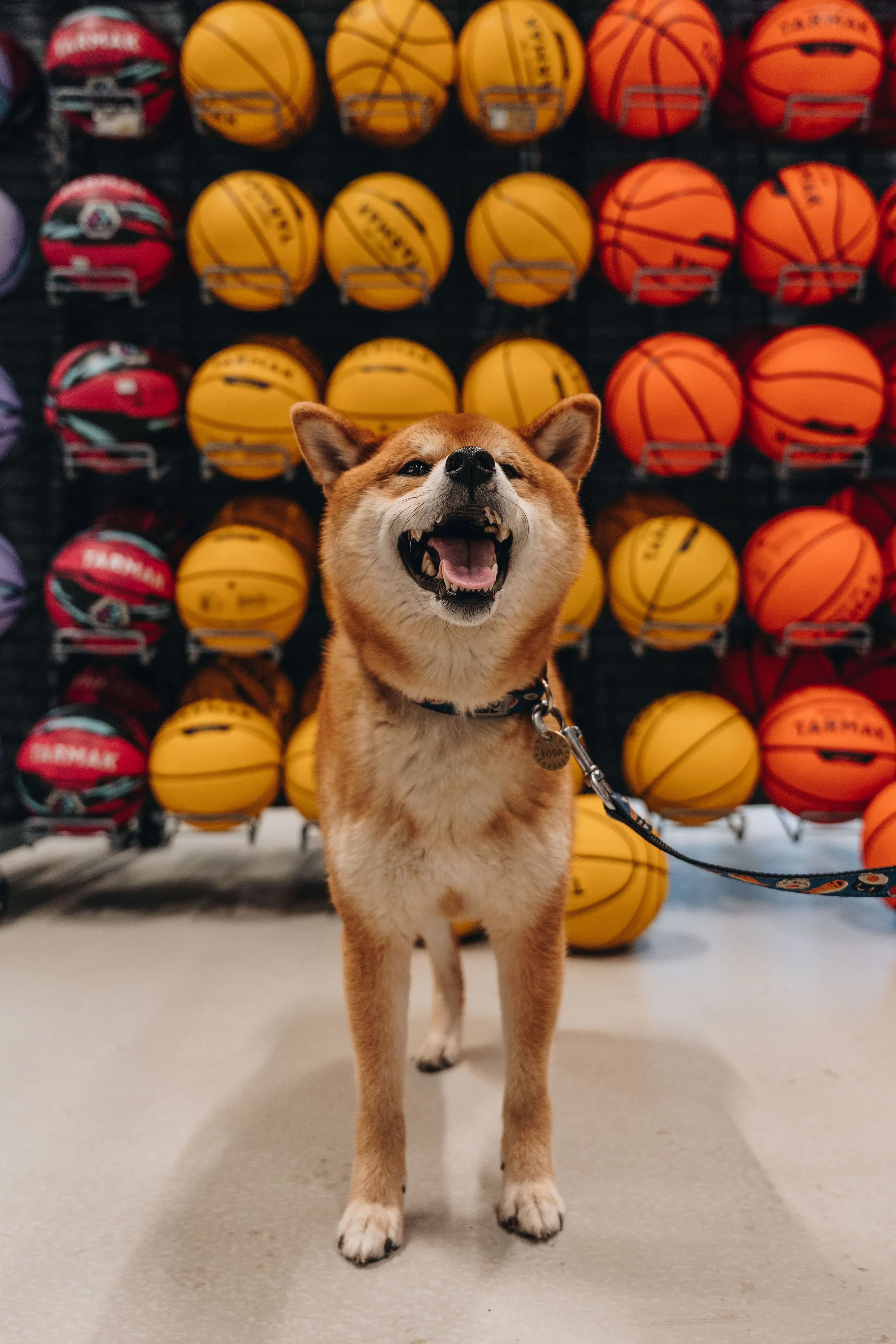 decathlon boisbriand 16.jpg