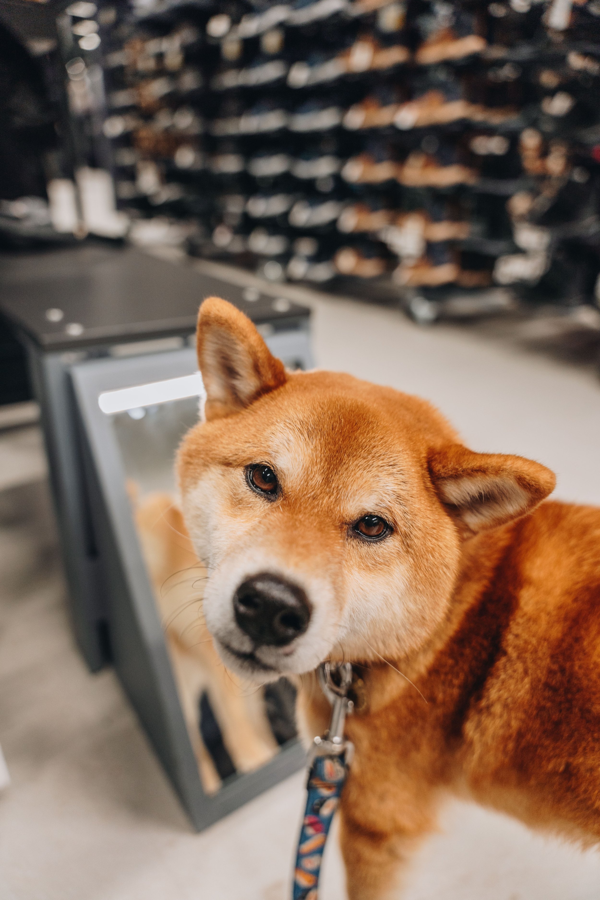 decathlon boisbriand 6.jpg