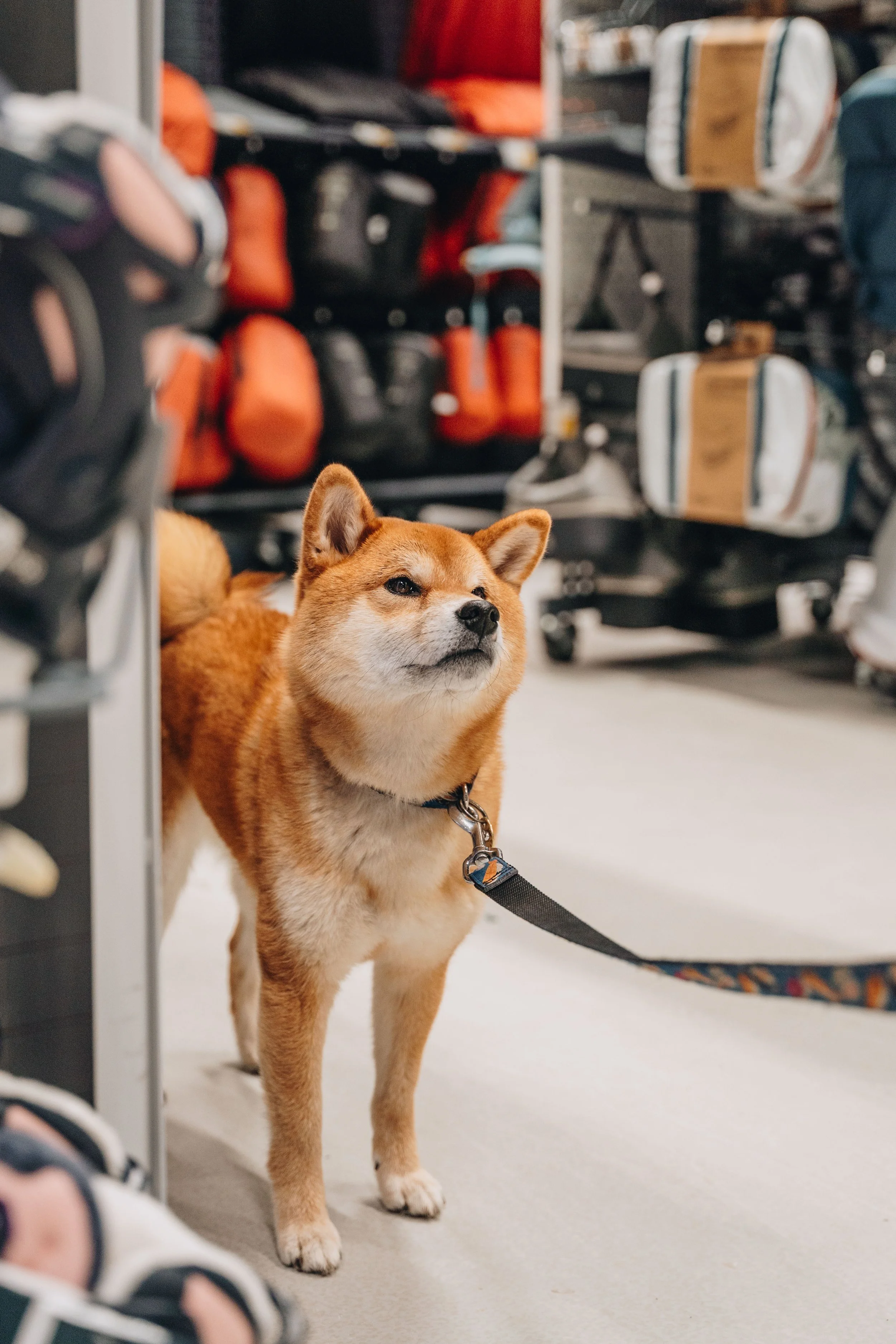 decathlon boisbriand 13.jpg