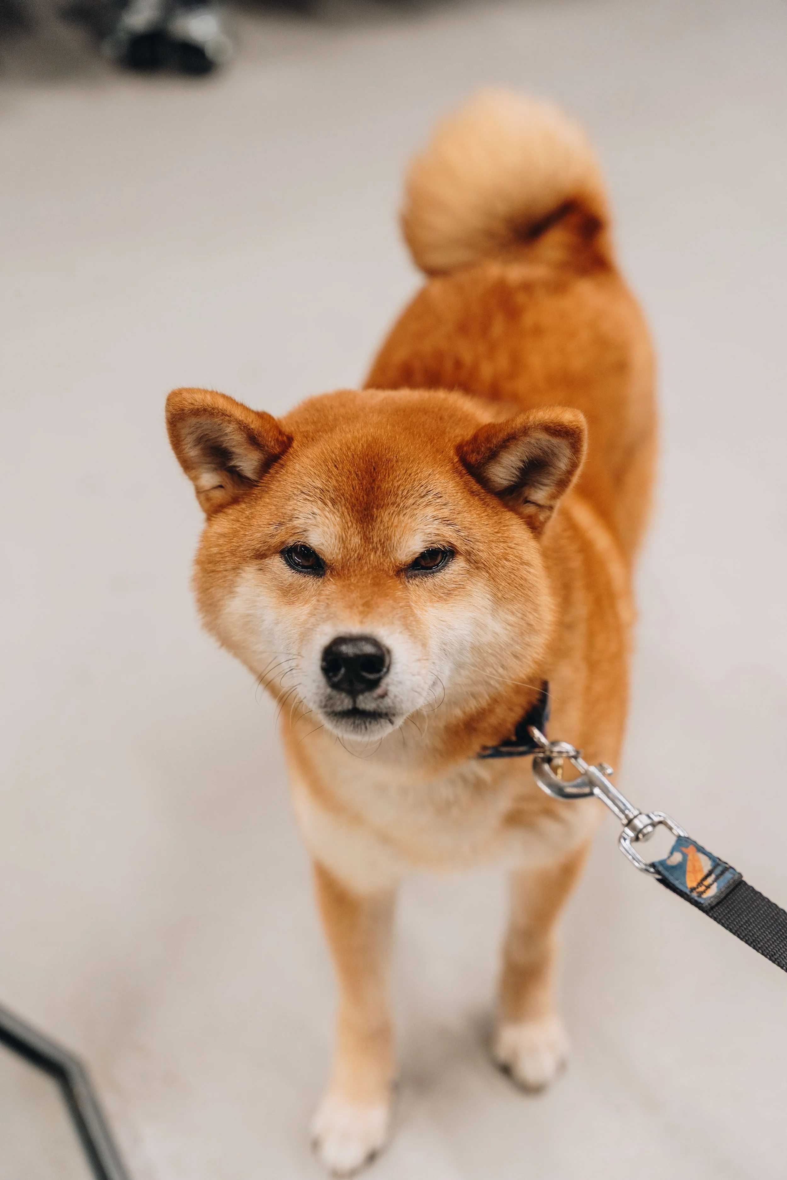 decathlon boisbriand 5.jpg