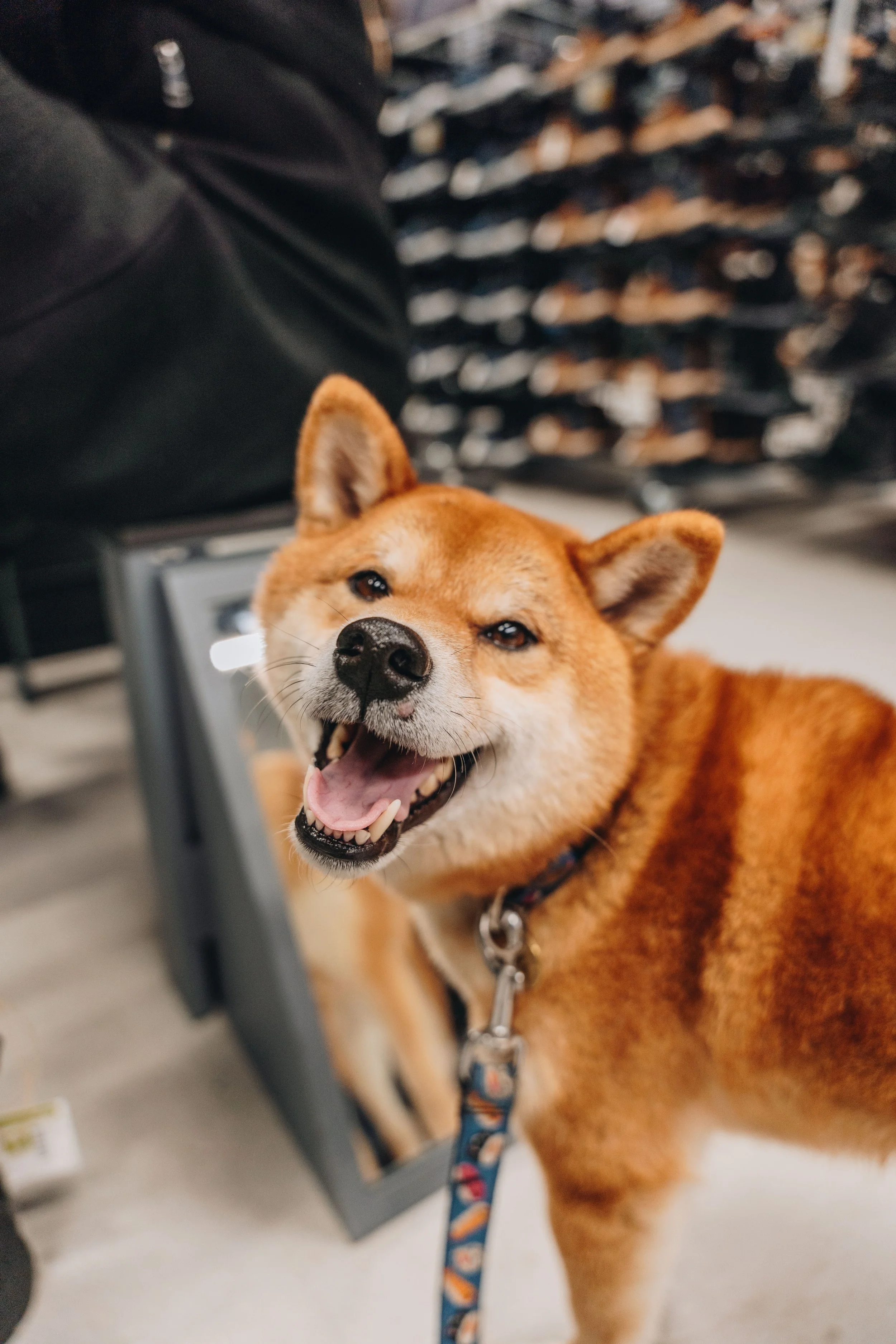 decathlon boisbriand 7.jpg