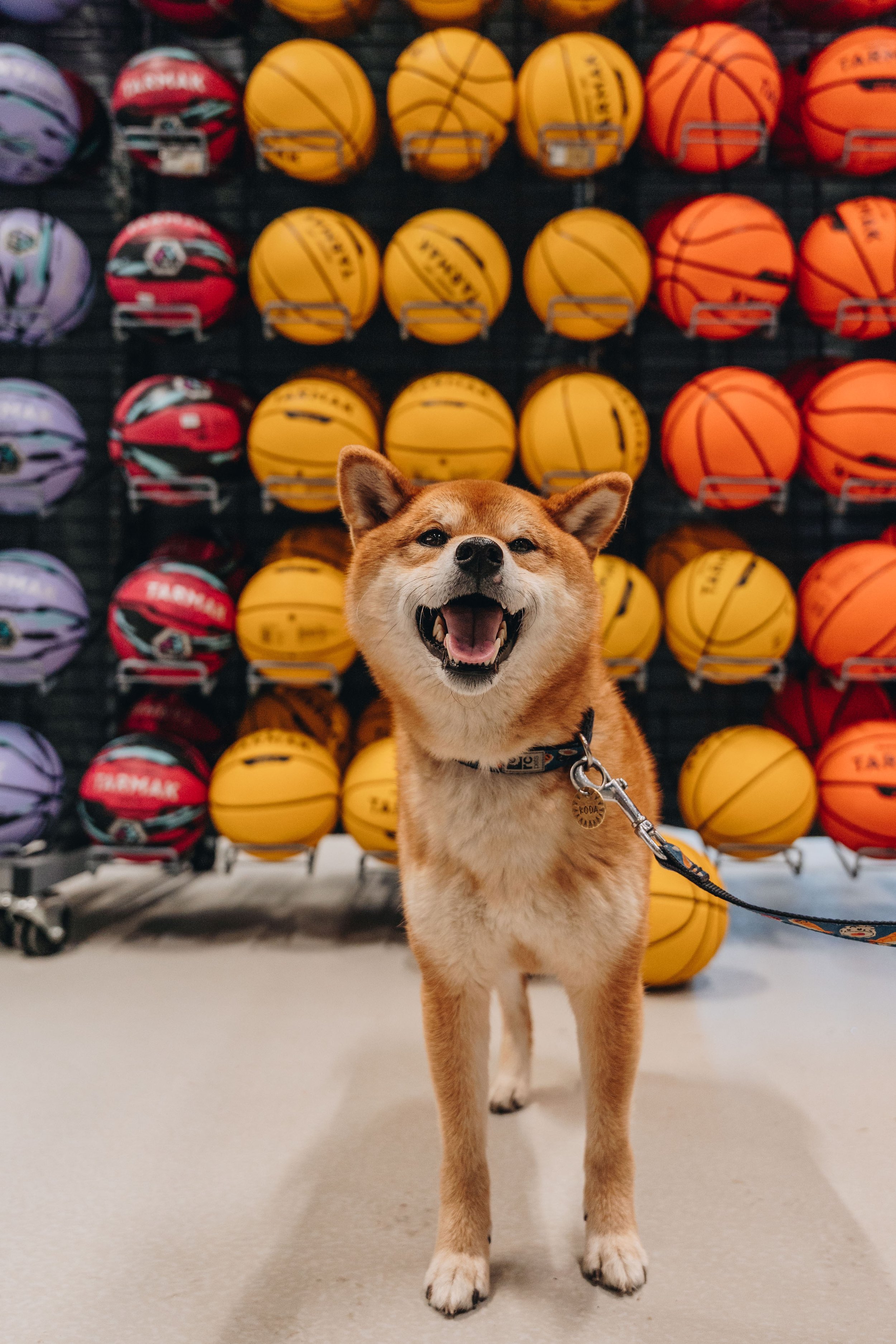 decathlon boisbriand 17.jpg